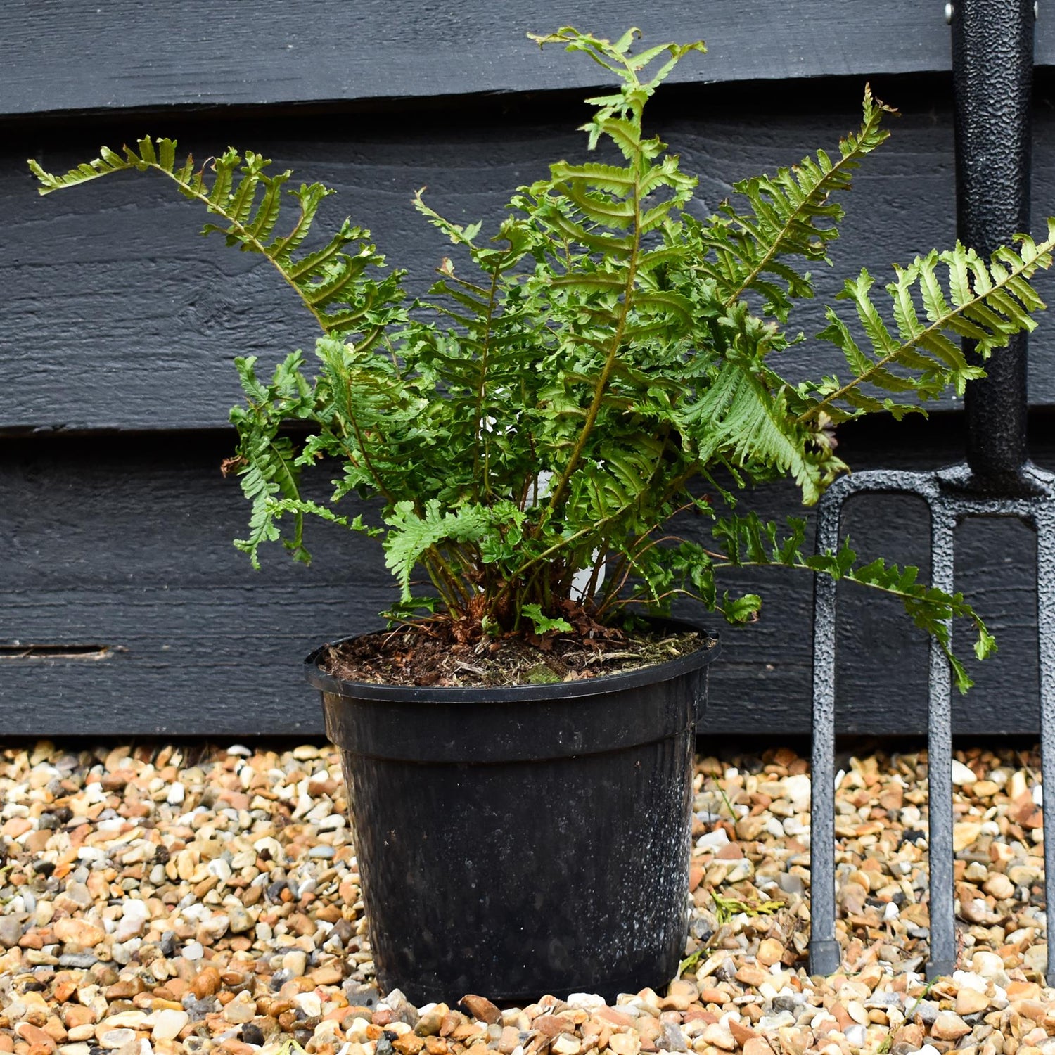 Dryopteris affinis | Golden Shield Fern - 20-30cm - 2lt