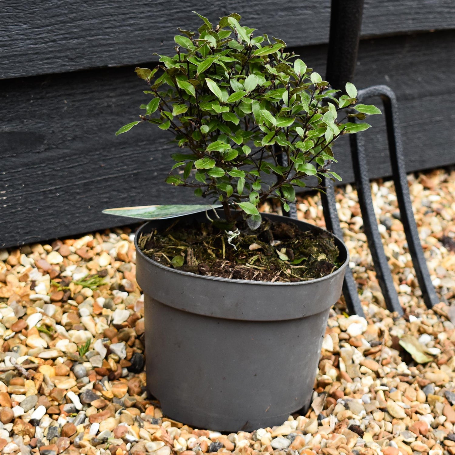 Pittosporum tenuifolium 'Golf Ball' - Height 15-20cm - 2lt