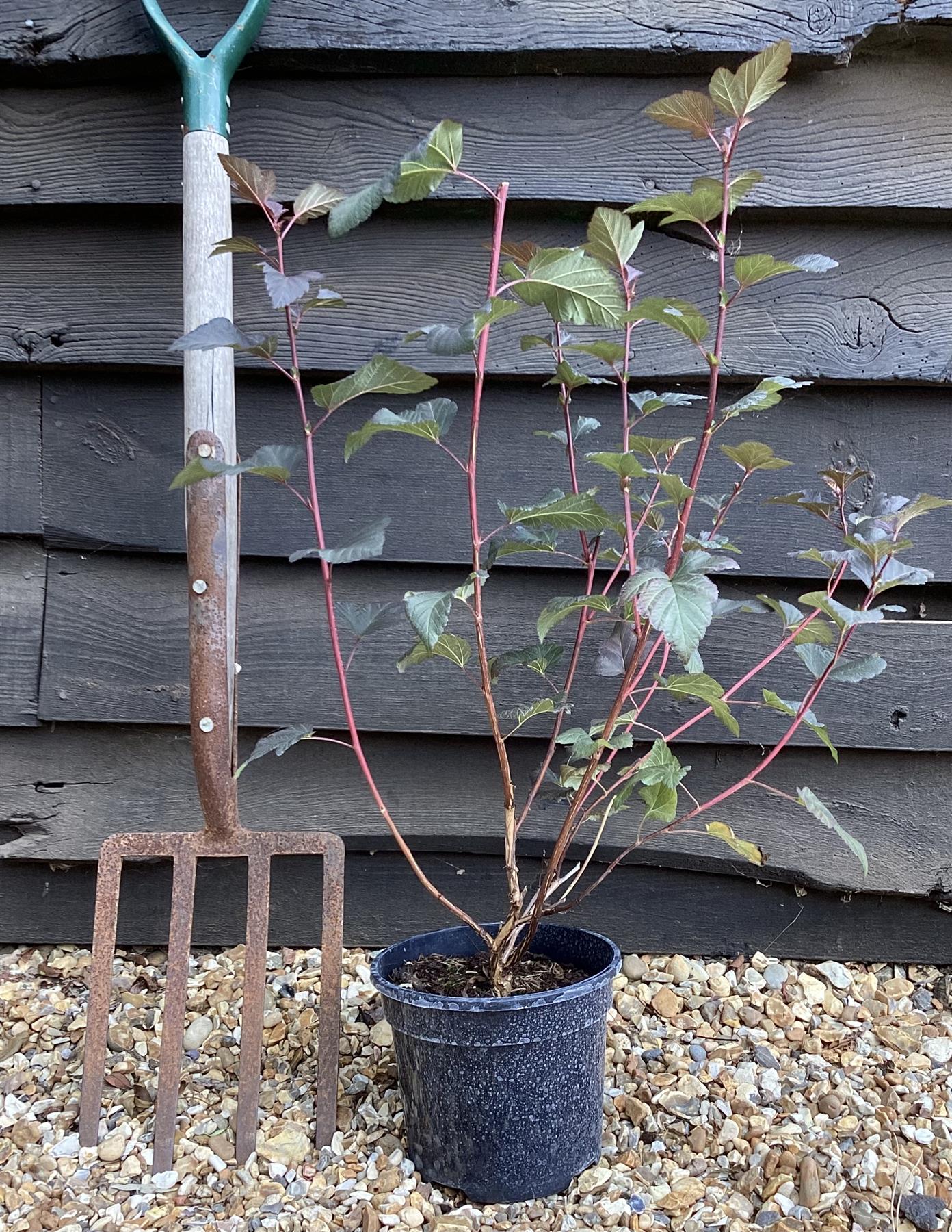 Physocarpus opulifolius 'Diablo' - 55-65cm, 3lt