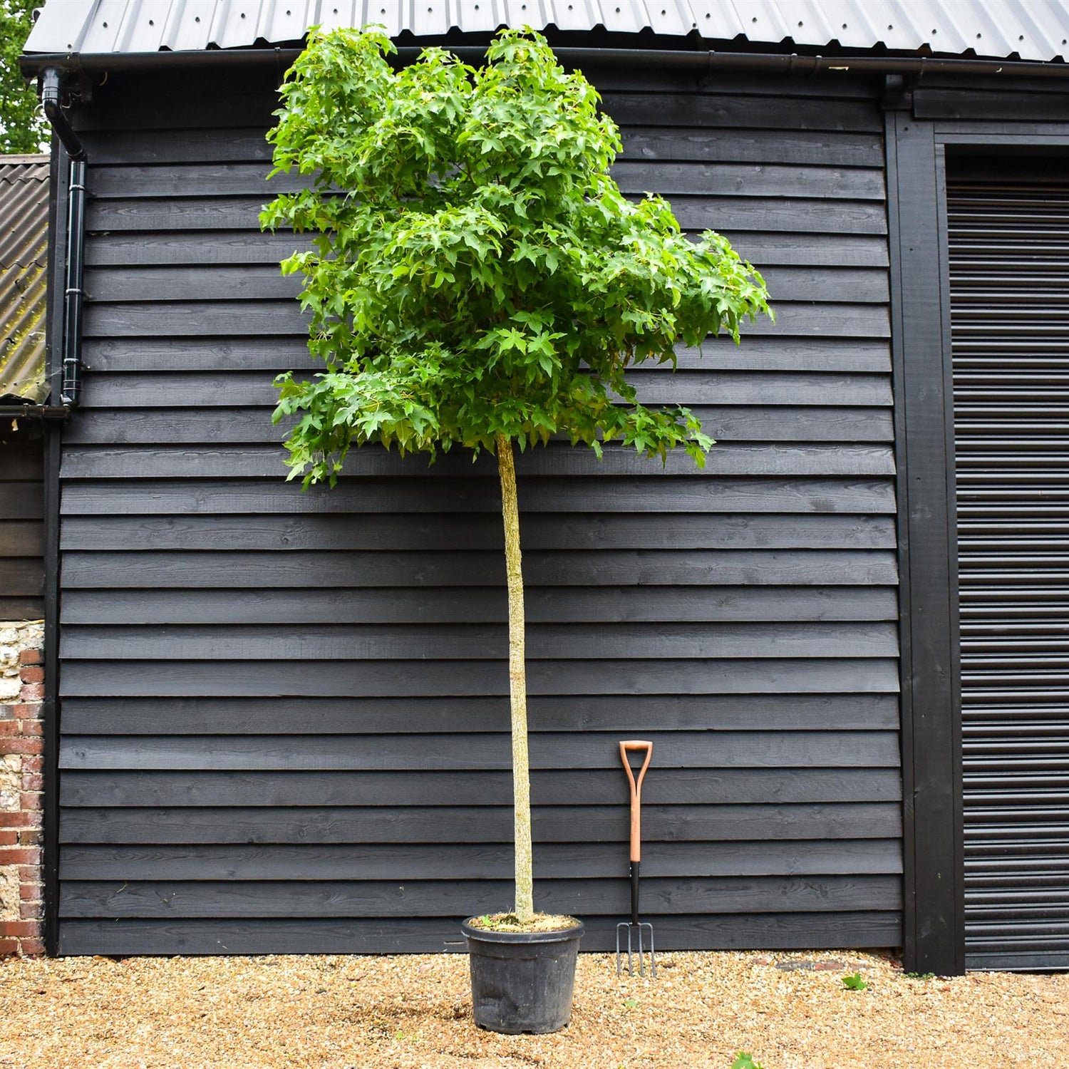 Liquidambar styraciflua 'Gum Ball' | Sweet gum 'Gum Ball' - 240-280cm - Clear Stem - Girth 10-12cm - 45lt