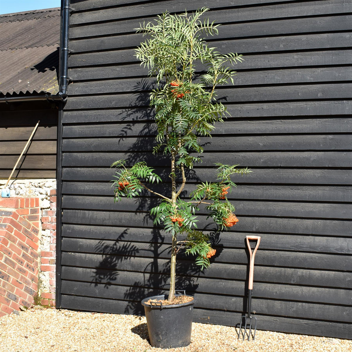 Sorbus commixta Olympic Flame | Scarlet Japanese Rowan -  Height 250-270cm - 50lt