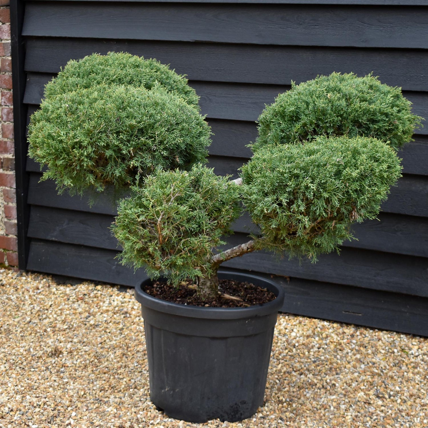 Juniperus chinensis 'Glauca' - Bonsai - Height 120cm - Width 150cm - 55lt