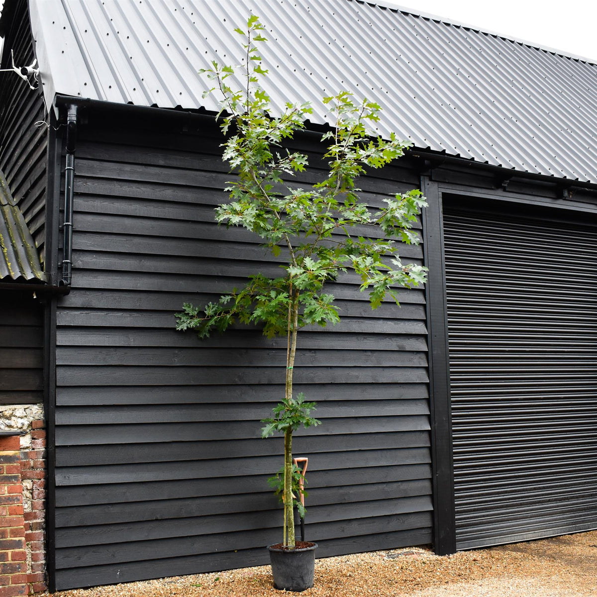 Red Oak | Quercus Rubra - Established - Girth 6-8cm - Height 250-310cm - 20lt