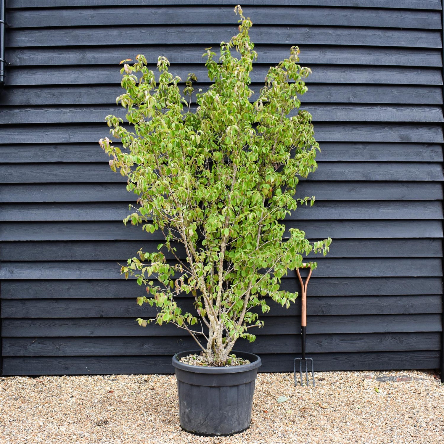 Cornus Mas | Cornelian Cherry - Height 220-250cm, 90lt