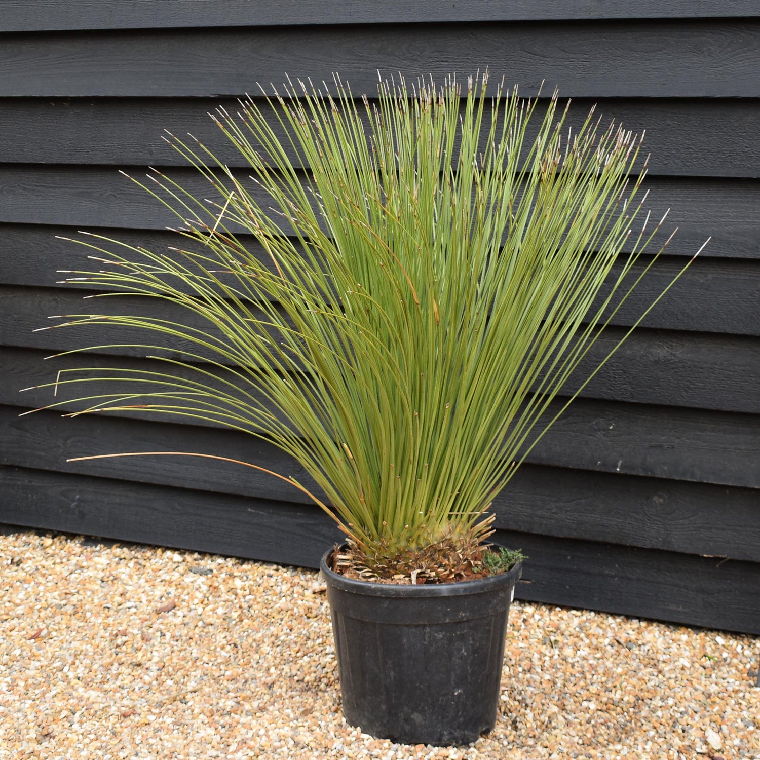 Dasylirion longissimum | Mexican Grass Tree - Height 120-130cm - 70lt