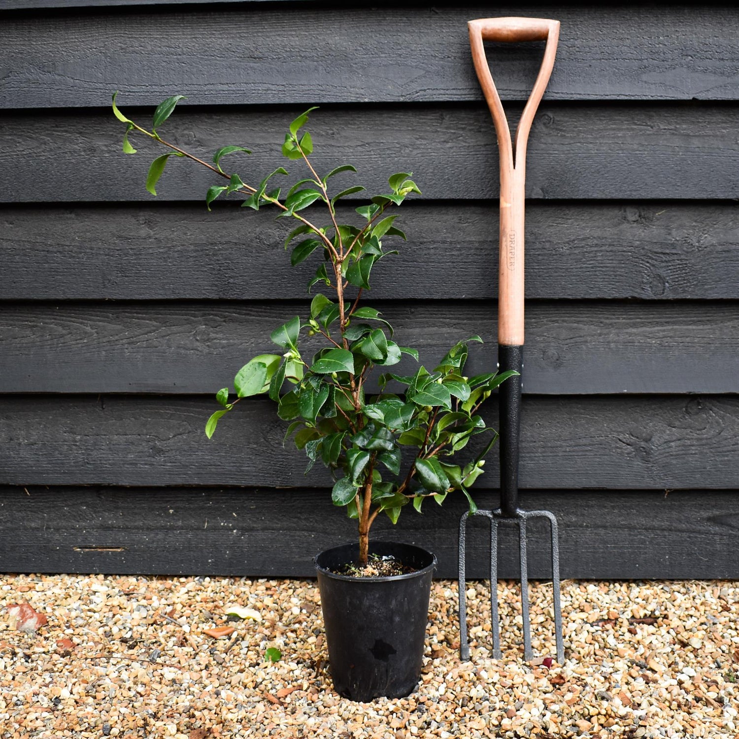 Camellia japonica 'Nobilissima' - Shrub - 3lt