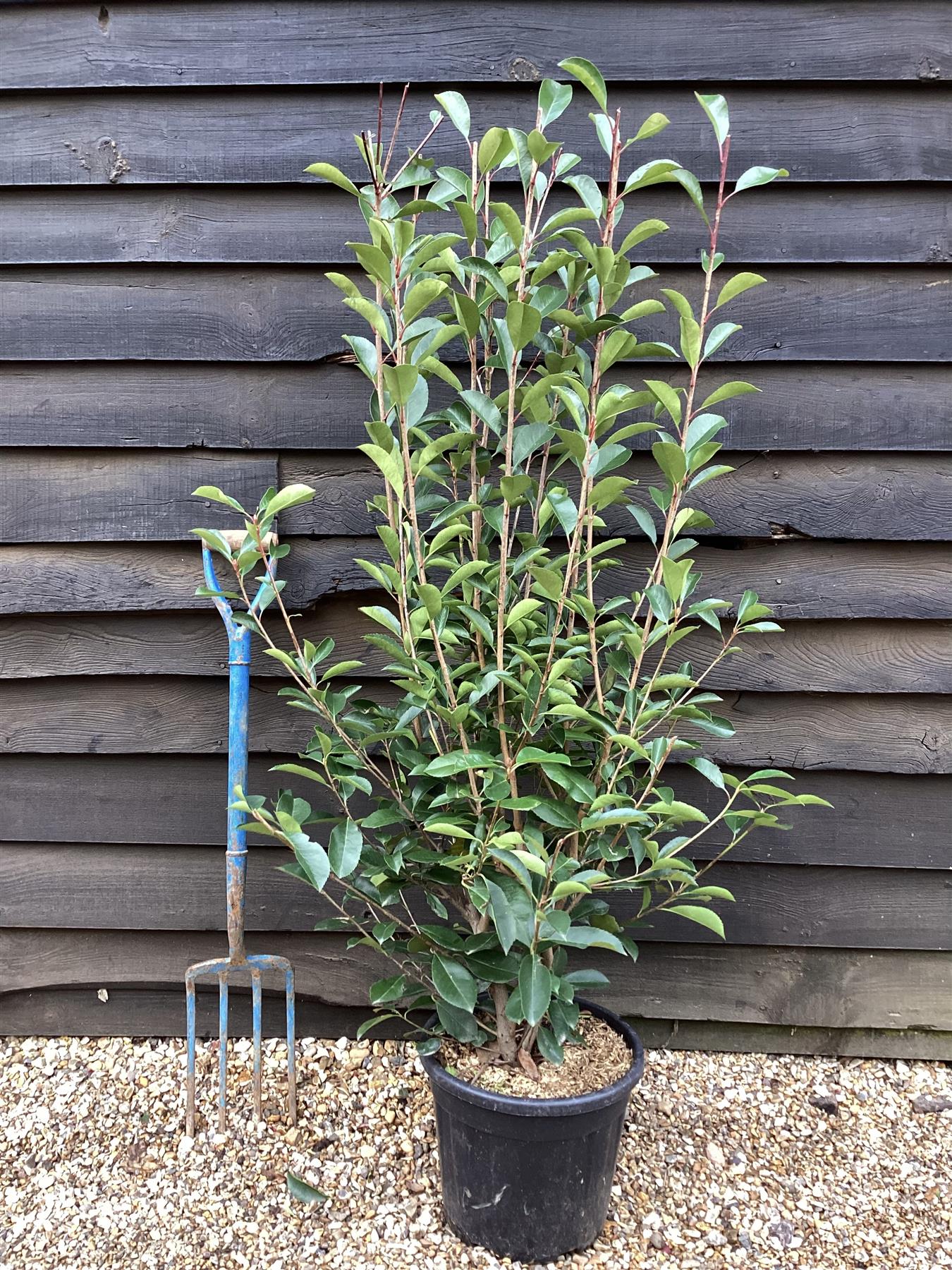 Photinia x fraseri Red Robin - Shrub - Hedging - Bush - Height 100-150cm - 15lt