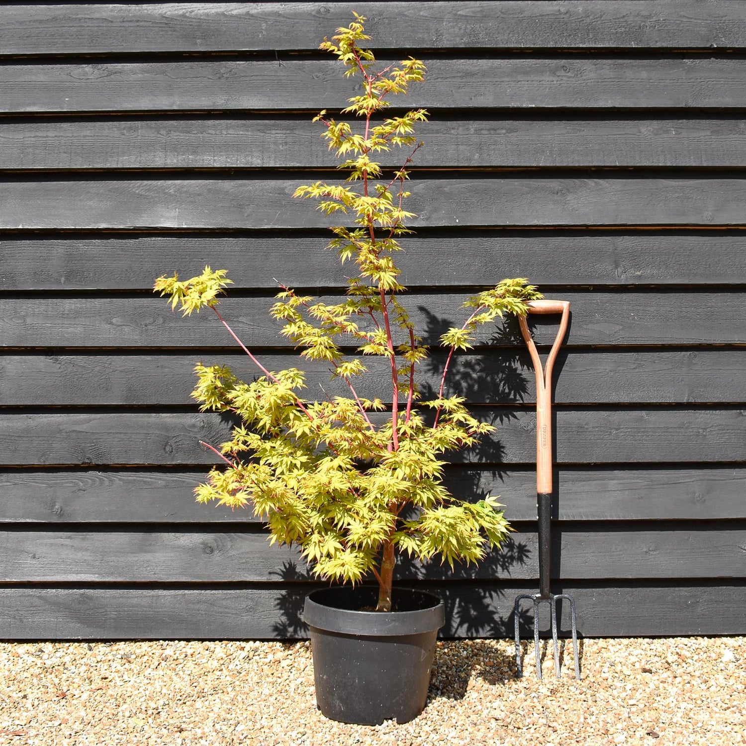 Acer palmatum 'Sango-kaku' | Red Bark Maple - 130-140cm - 15lt