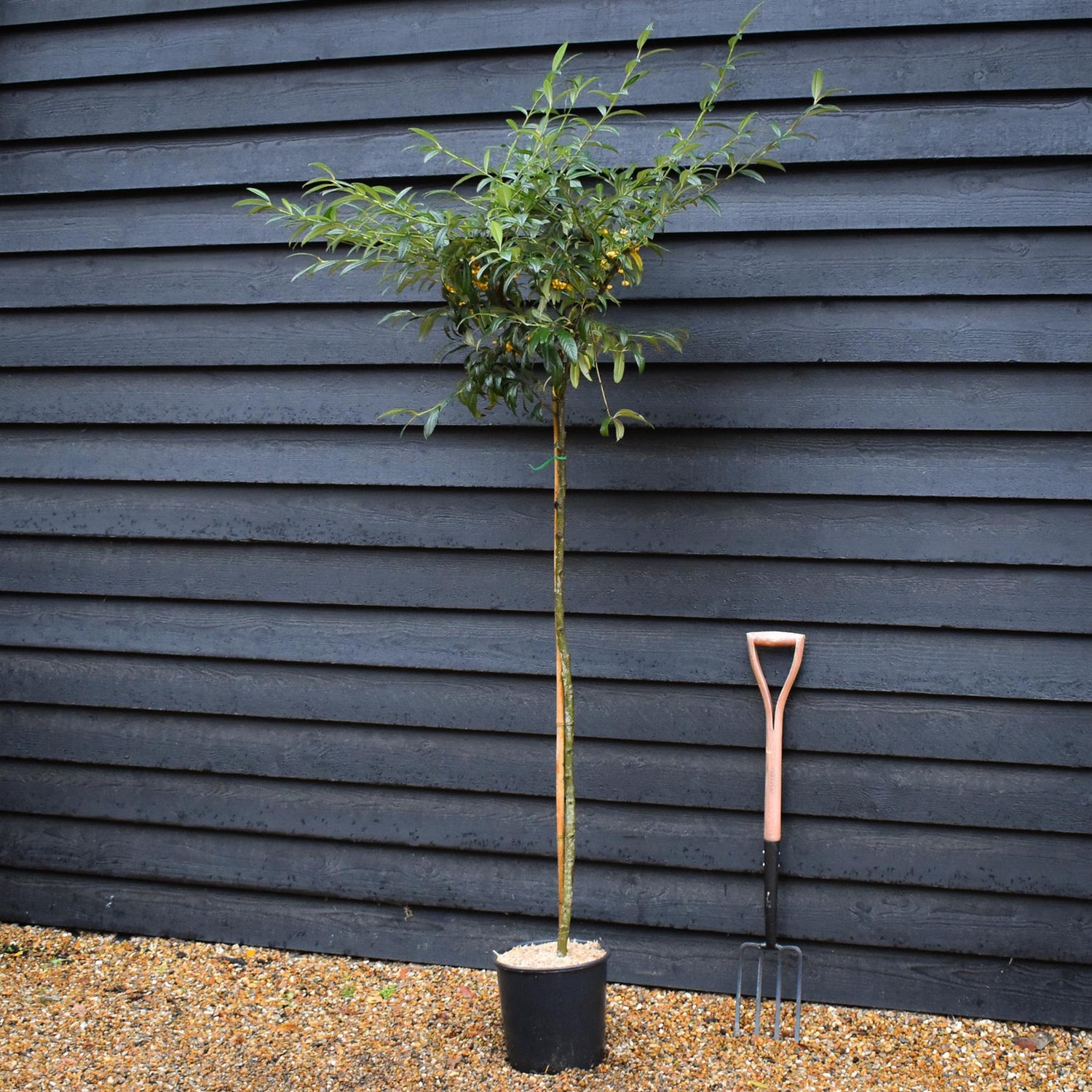 Cotoneaster 'Rothschildianus' | Willow-Leaved Cotoneaster - Height 160-180cm - 12lt