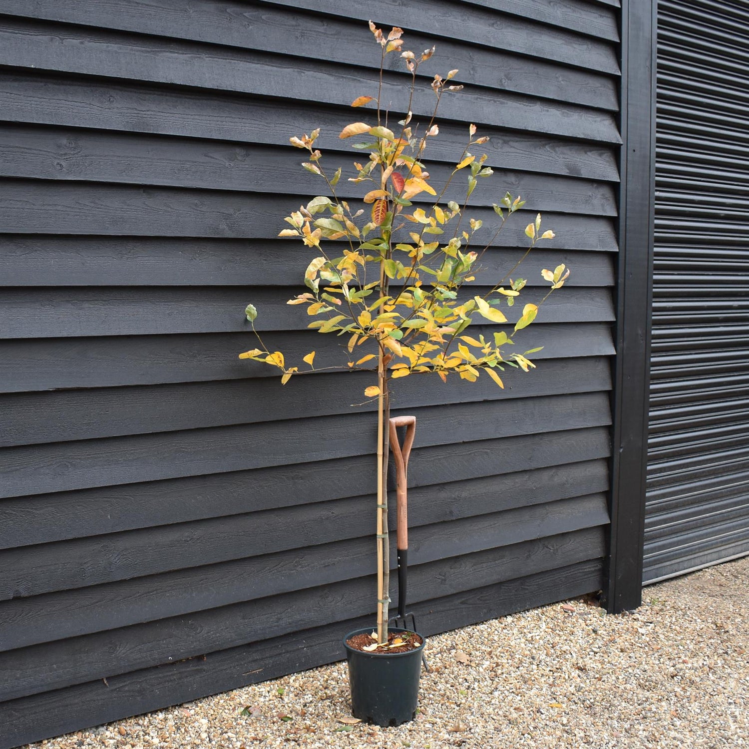 Amelanchier canadensis - Height 180-190cm - 12lt