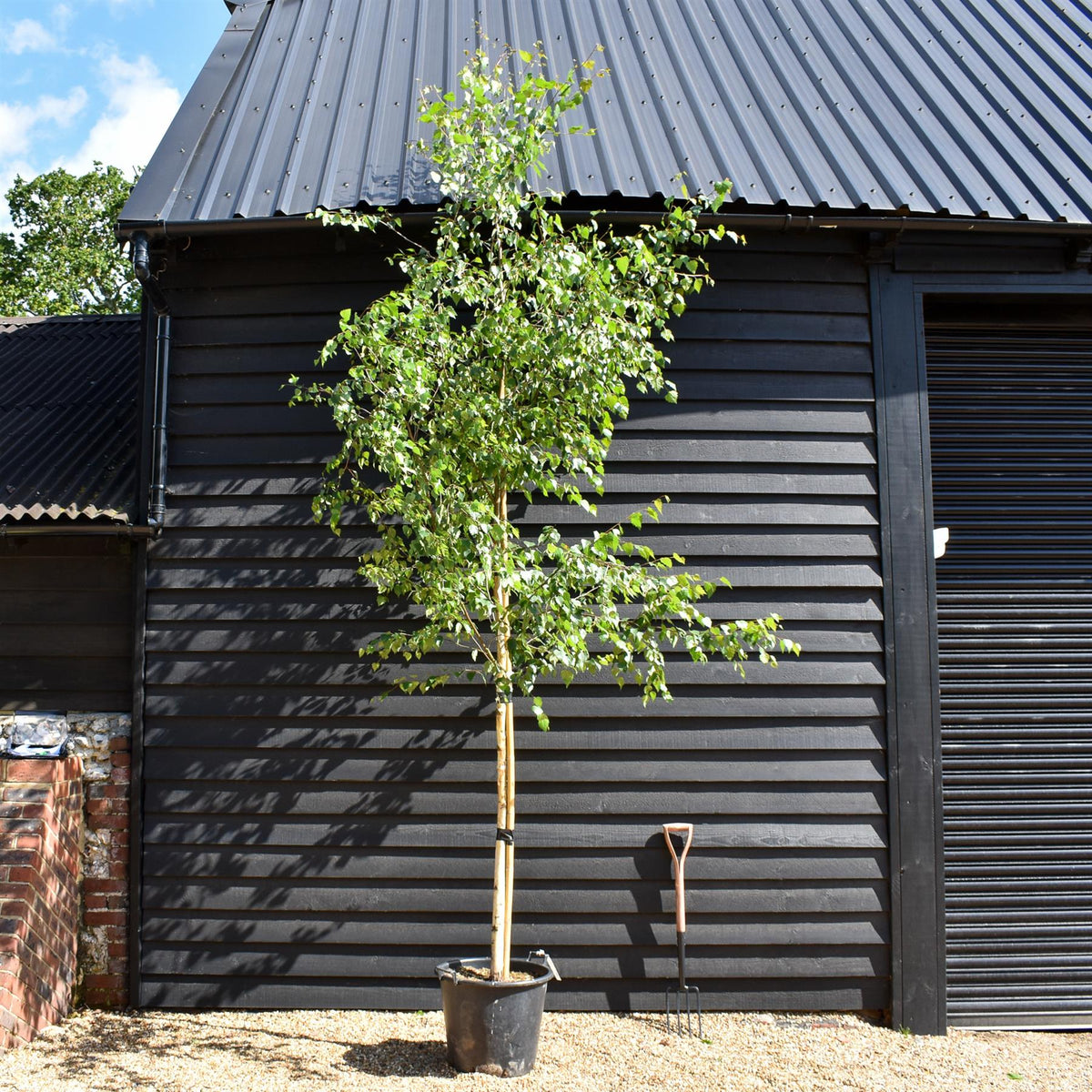 Betula Nigra "Heritage"  - River Birch| Black Birch Cully - Height - 340-400cm - Girth 10-12cm - 50lt