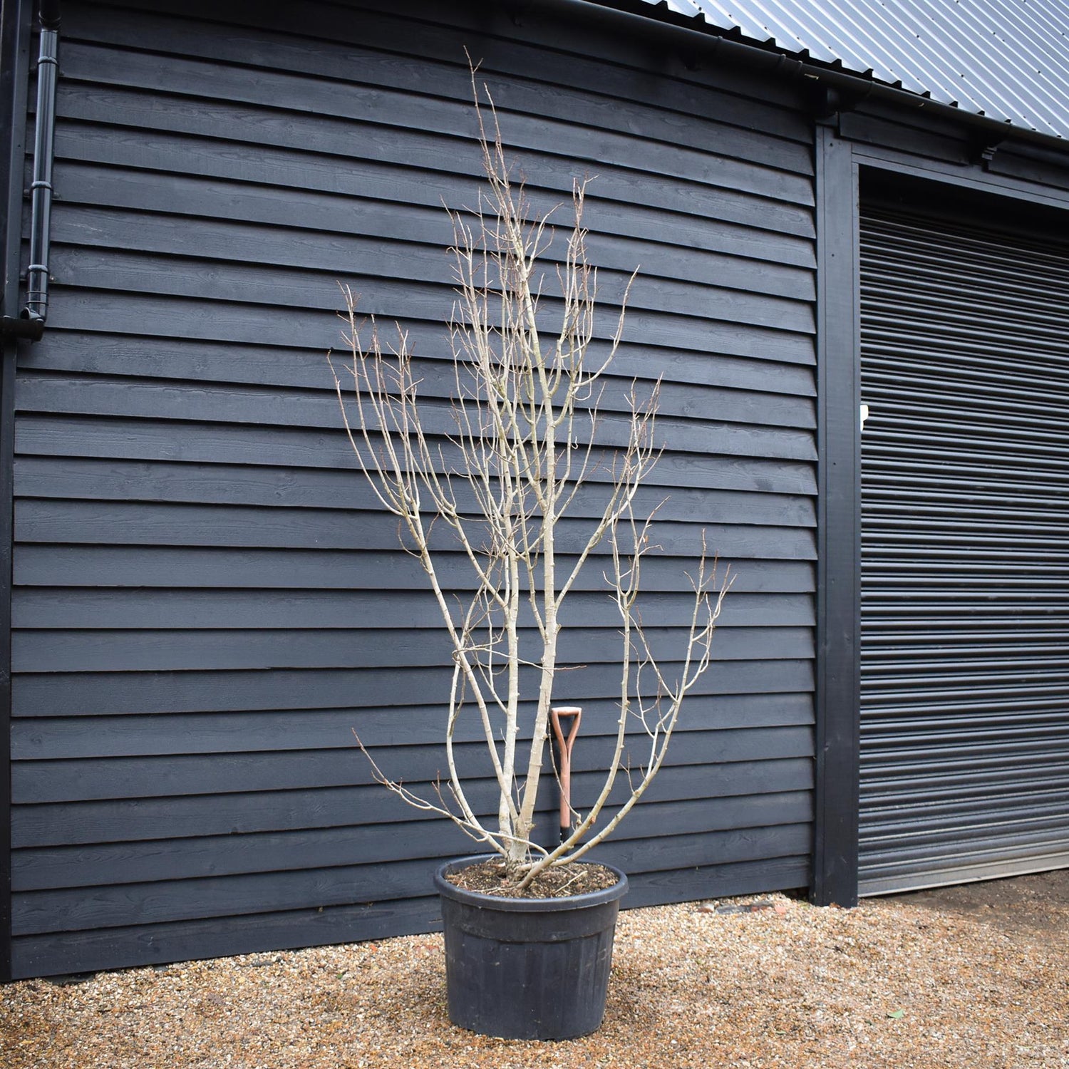 Tilia henryana | Henry's Lime - Bushy - Height 260-280cm - 130lt