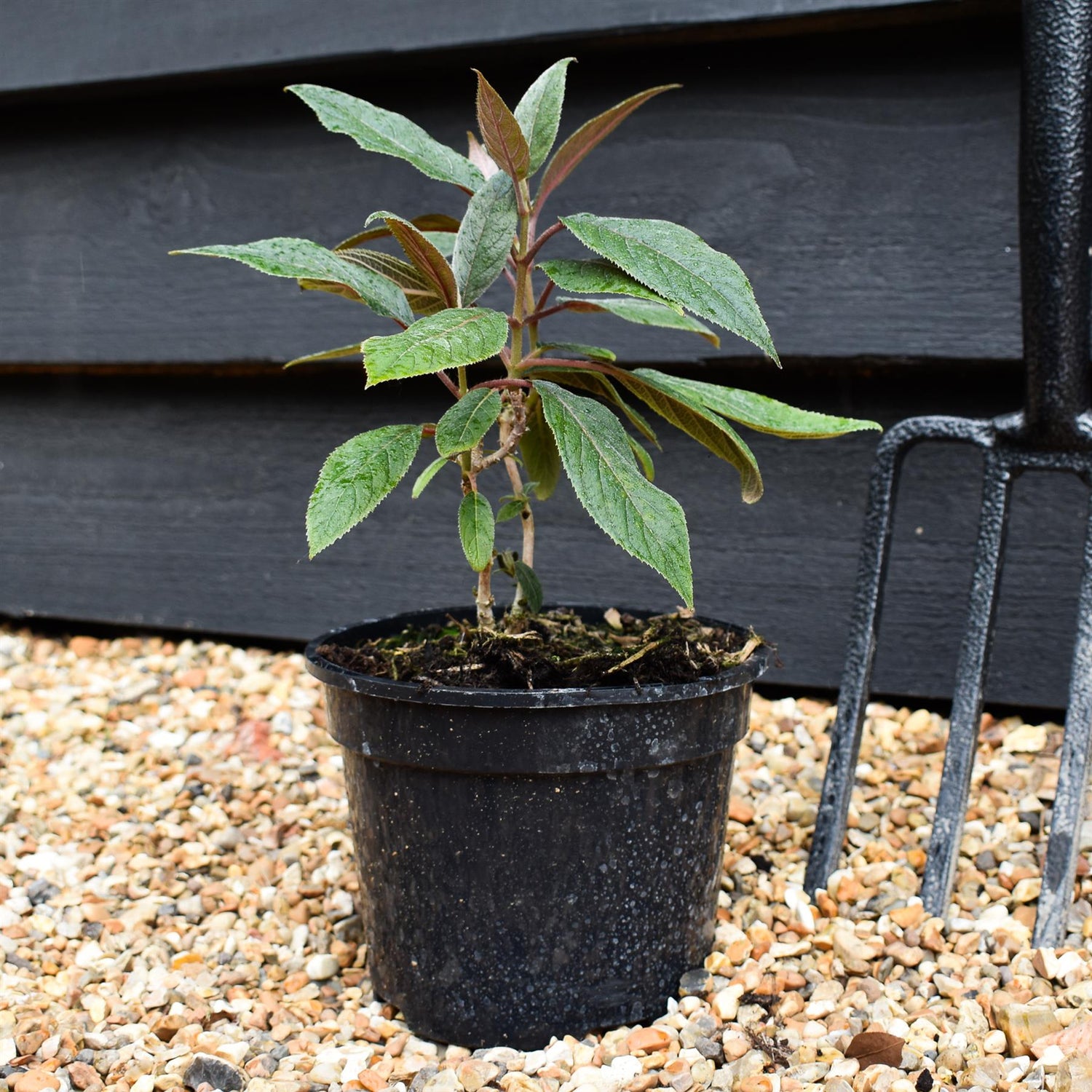 Hydrangea aspera 'Hot Chocolate' - Height 20-30cm - Bushy - 2lt