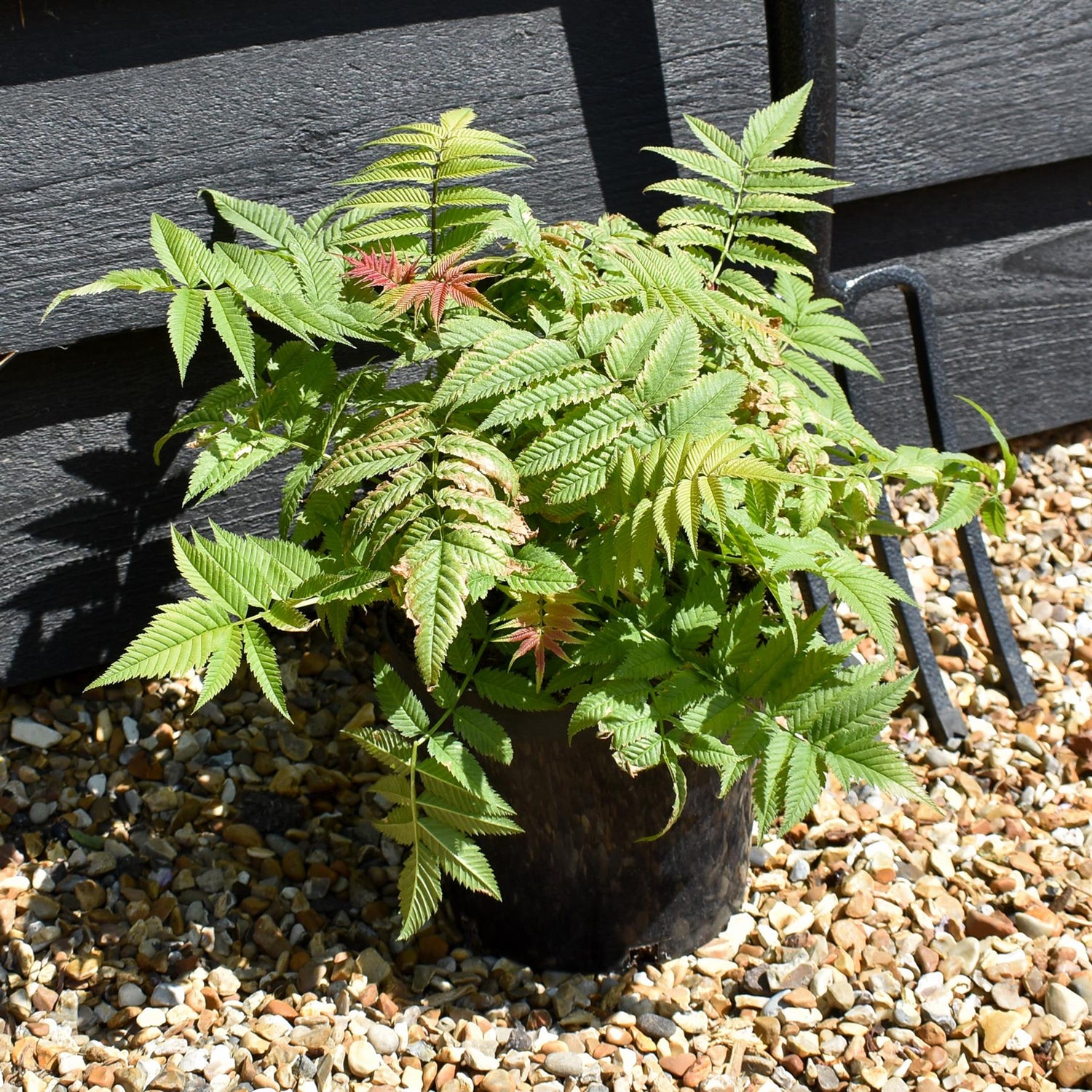 Sorbaria 'Crimson Feathers' - Shrub - Height 15-25cm - 2lt
