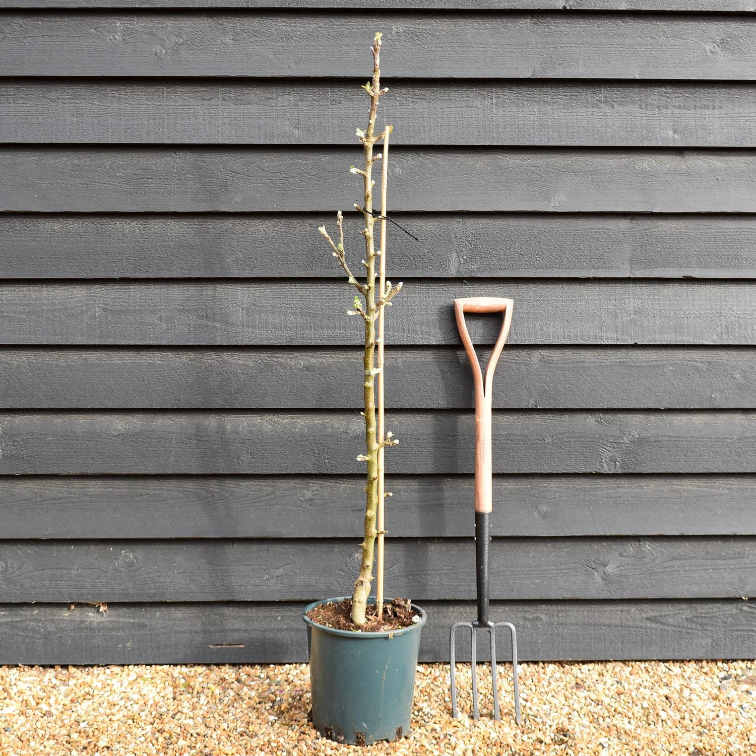 Apple tree 'Greenfinch' (Starline) | Malus domestica - 130-150cm - 10lt