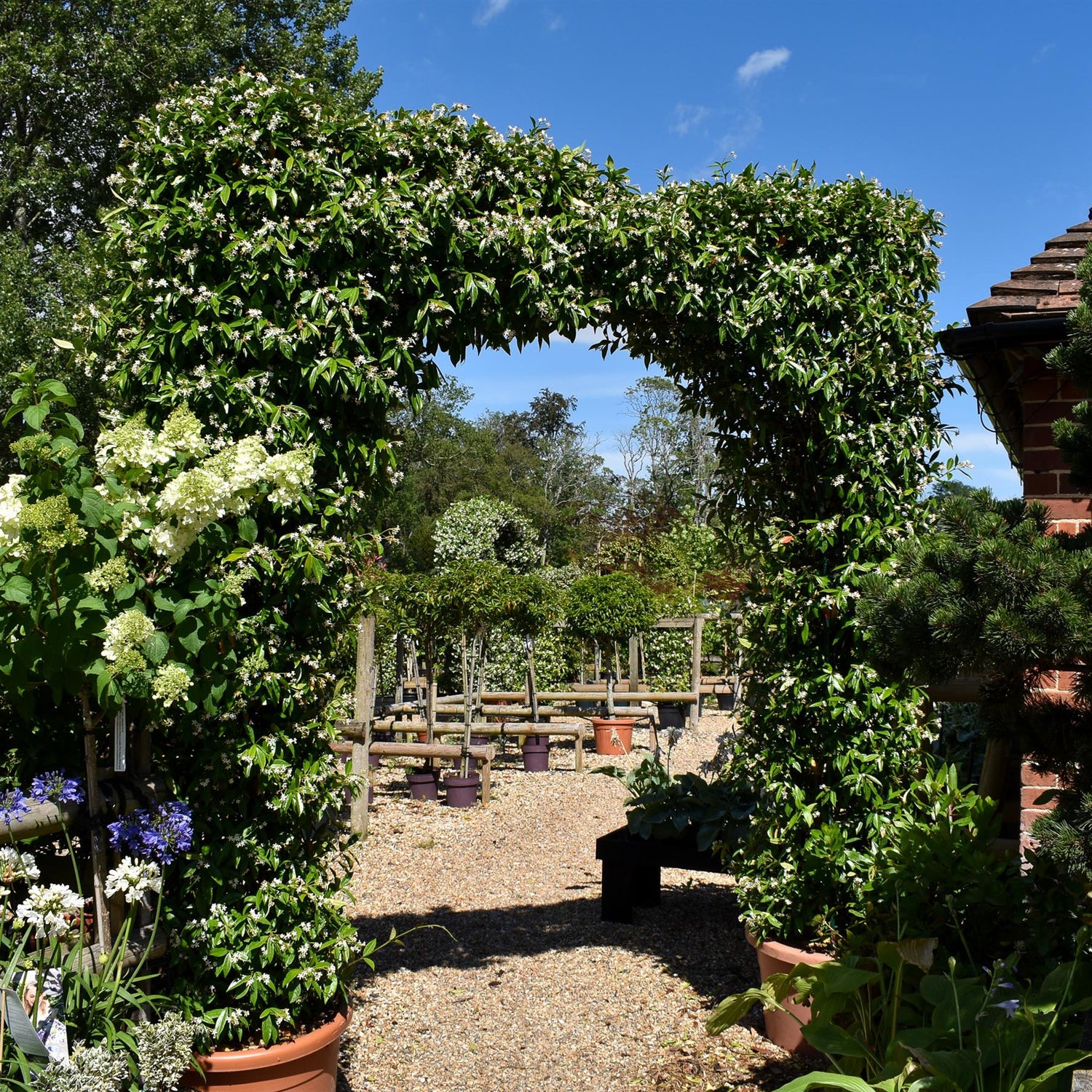 Star Jasmine |  Trachelospermum jasminoides - Column Arch - Height 300cm - 130lt