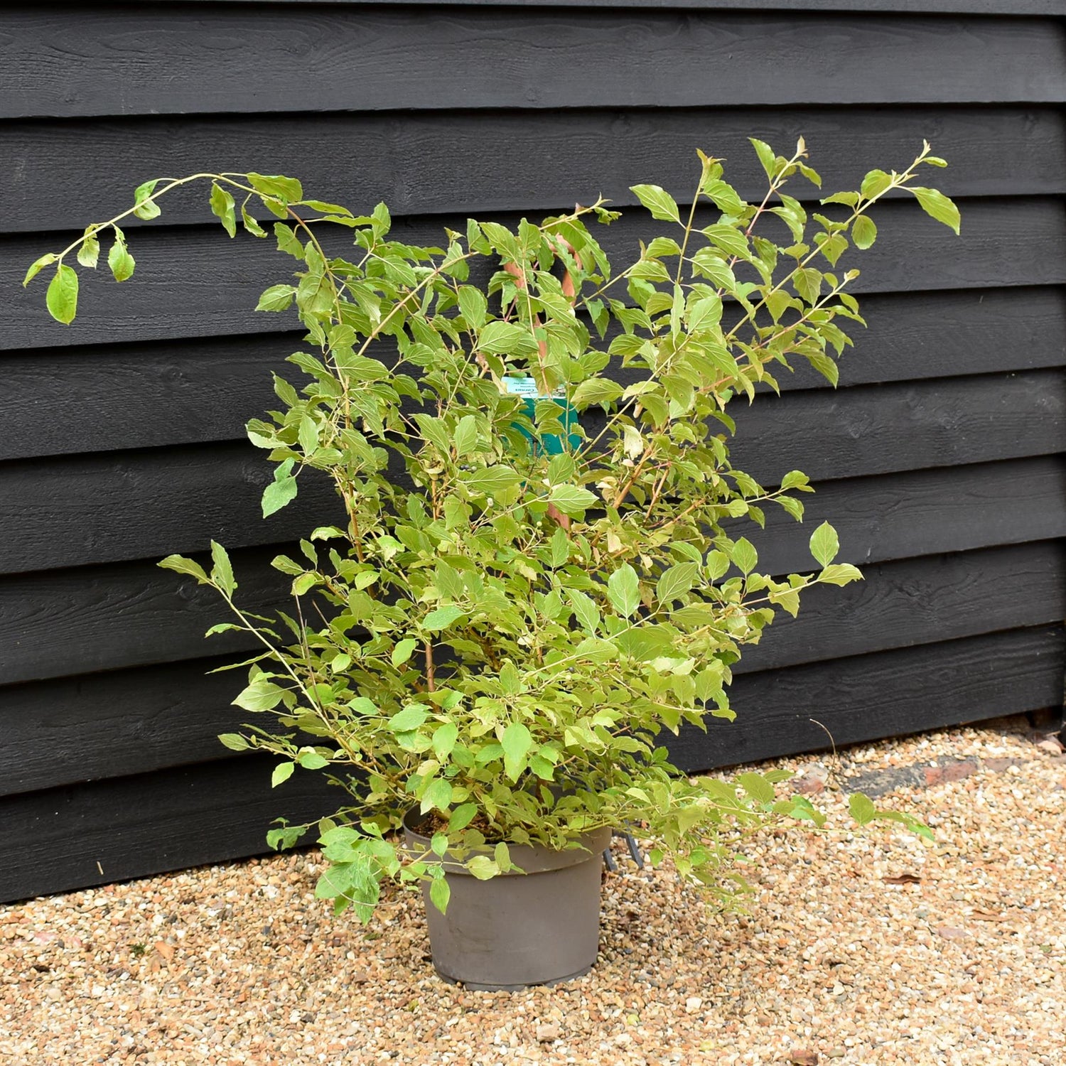 Cornus alba 'Midwinter Fire' | White dogwood 'Midwinter Fire' - Height 80cm - 10lt