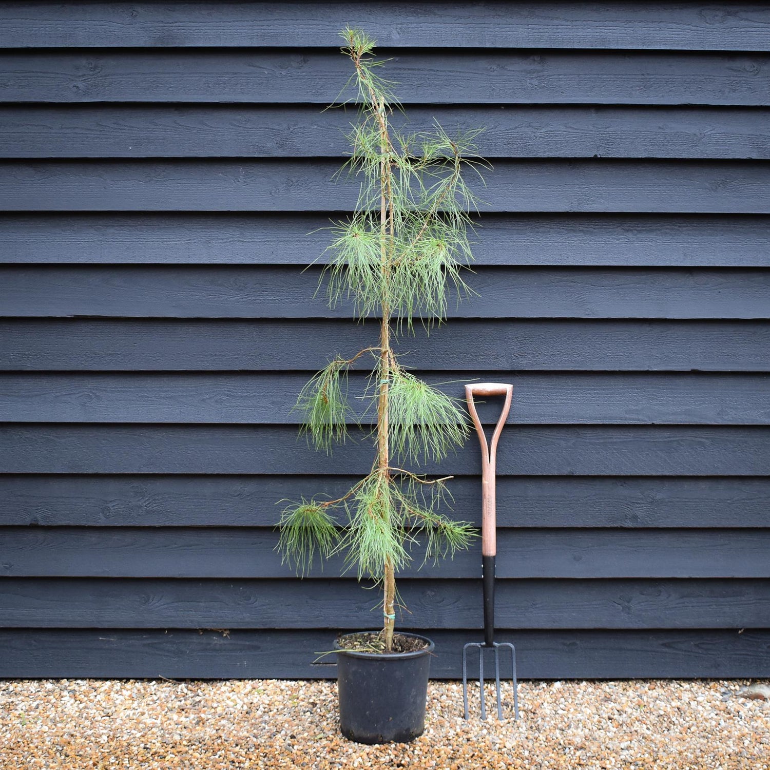 Pinus pinaster - Maritime Pine - Height 90-120cm - 12lt