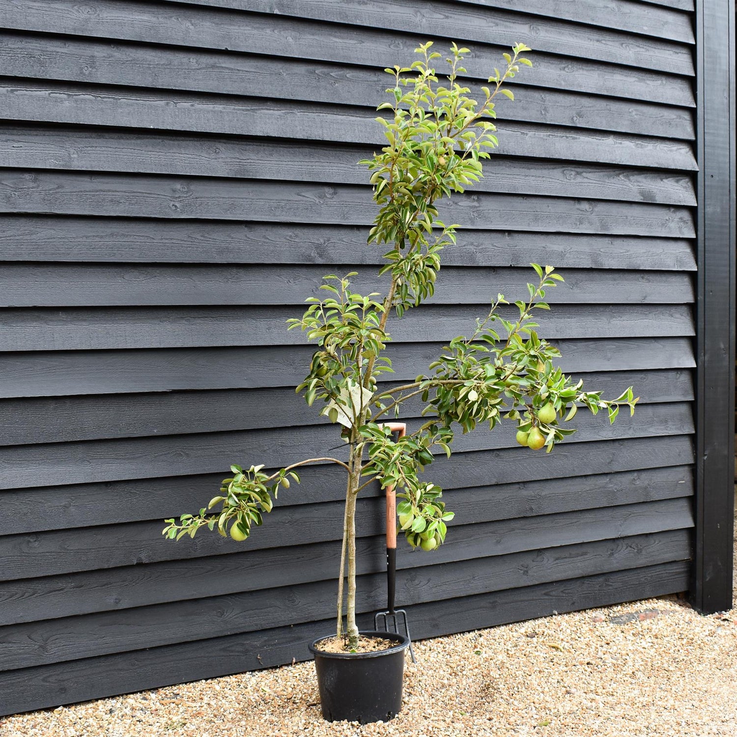 Pear 'Beth' | Pyrus communis - Height 120-150cm - 20lt