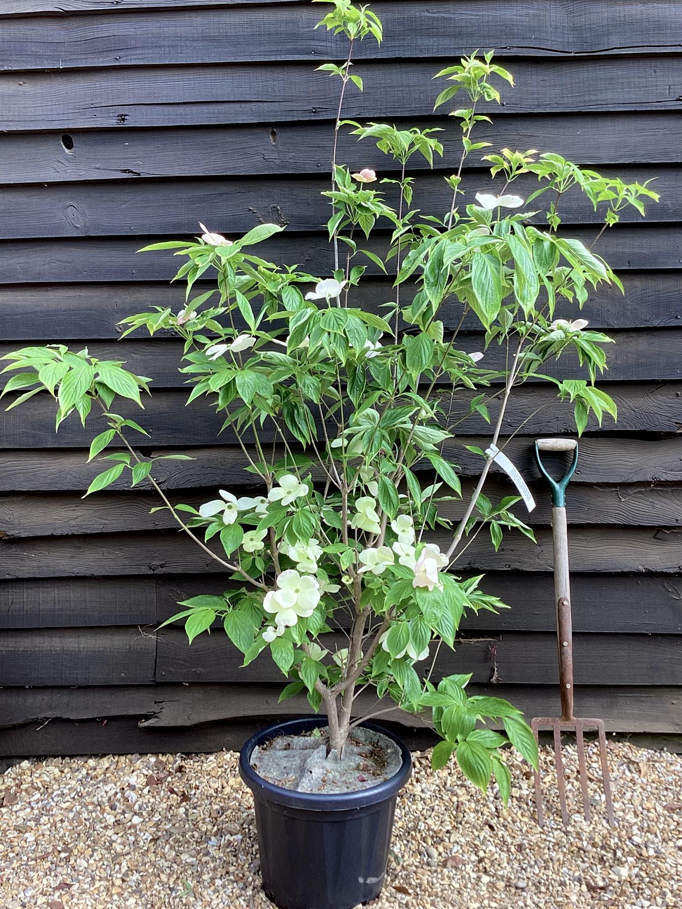 Cornus  x rutgersensis 'Rutgan' | Dogwood Stellar Pink - 175cm, 30lt