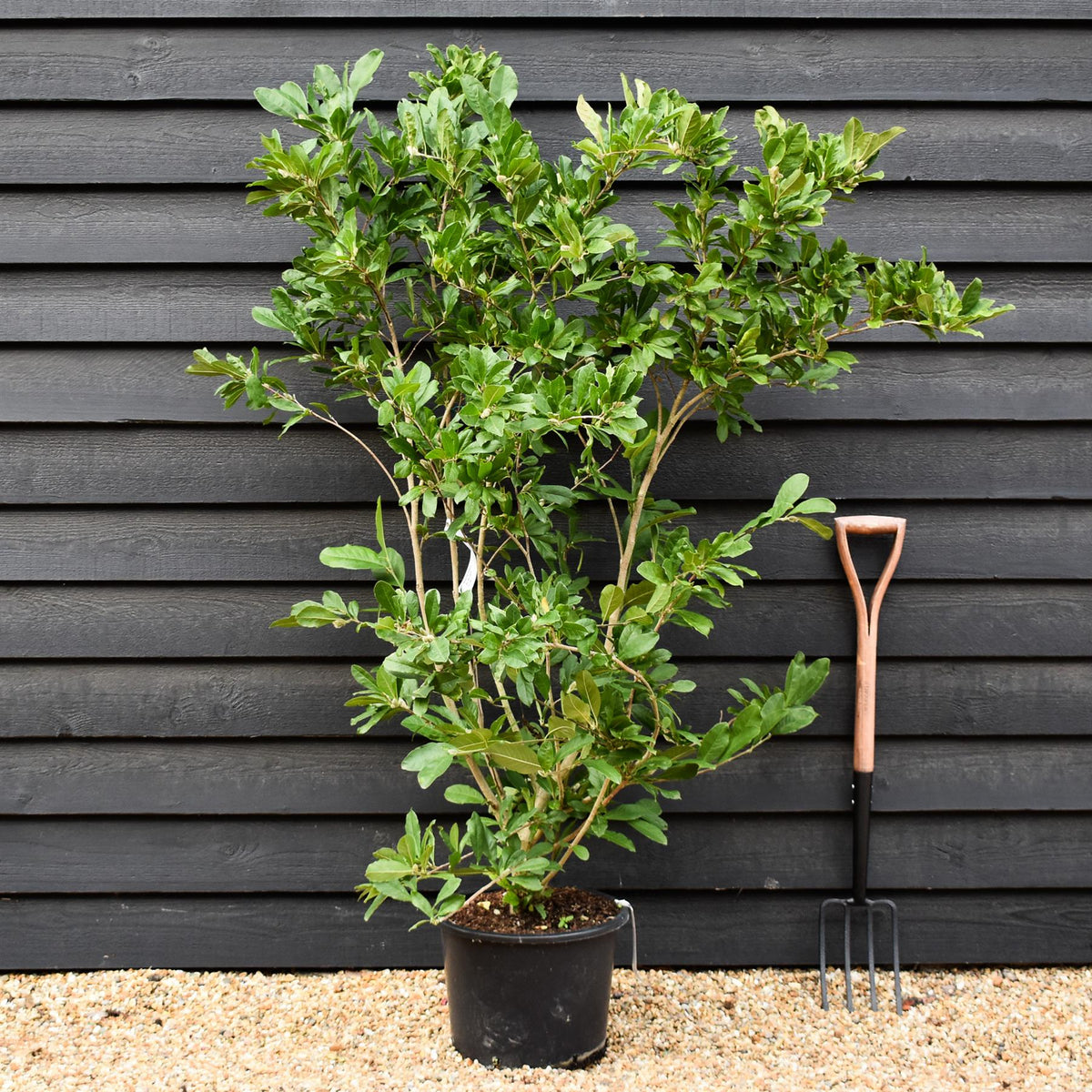 Magnolia Stellata | Star Magnolia - Bush - Height 120-140cm - 20lt
