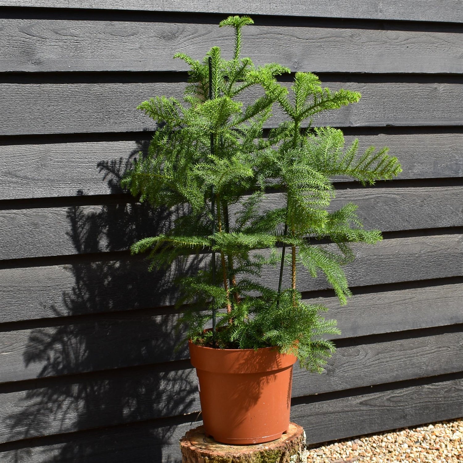 Norfolk Island Pine - Araucaria 'Heterophylla' - House Plant - Multistem - Height 80-100cm - Width 50-70cm - 10lt