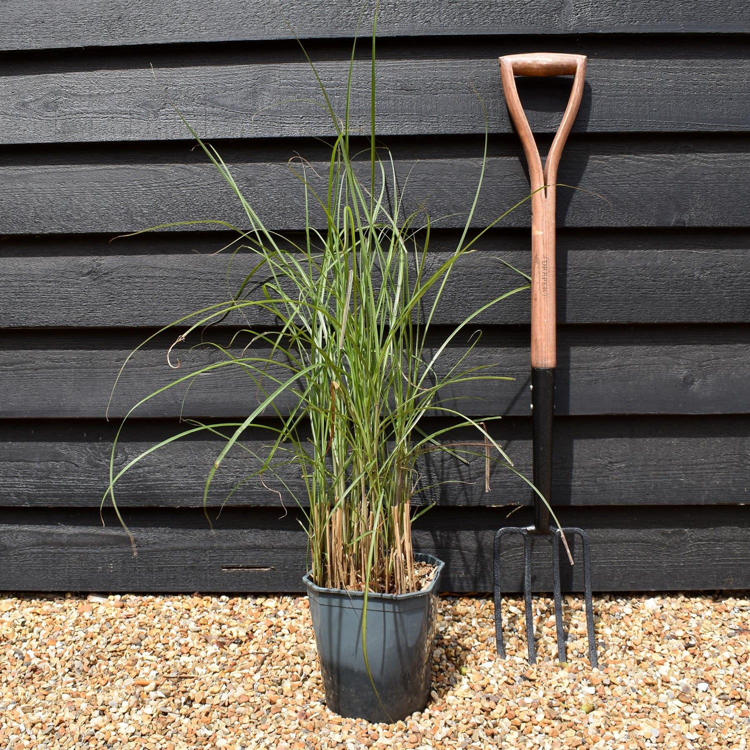 Miscanthus sinensis 'Gracillimus' | Eulalia 'Gracillimus' - Grass - Deciduous Perennial - 5lt