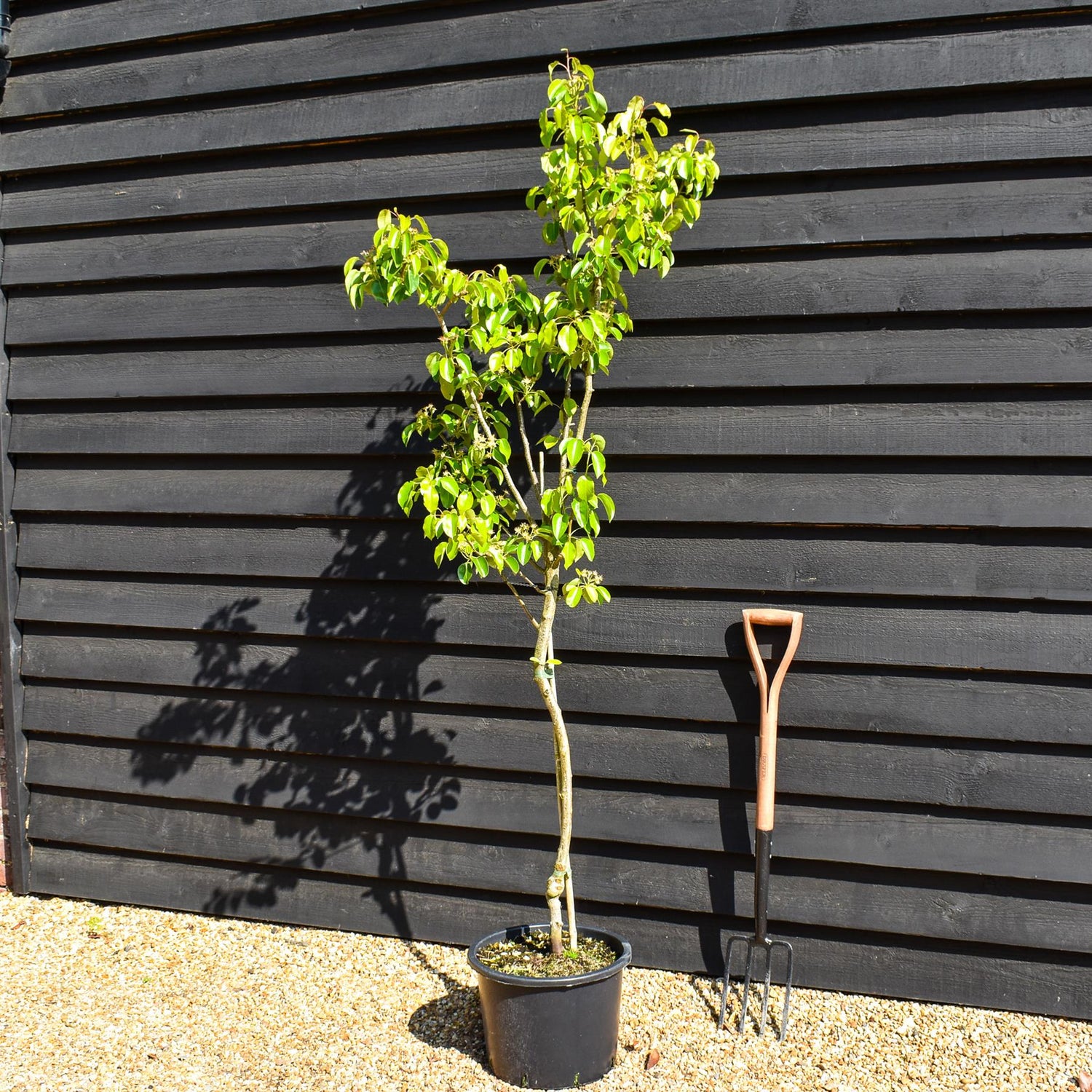 Pear 'Doyenne du Comice' | Pyrus communis  - Semi Dwarfing - Height 160-180cm - 20lt