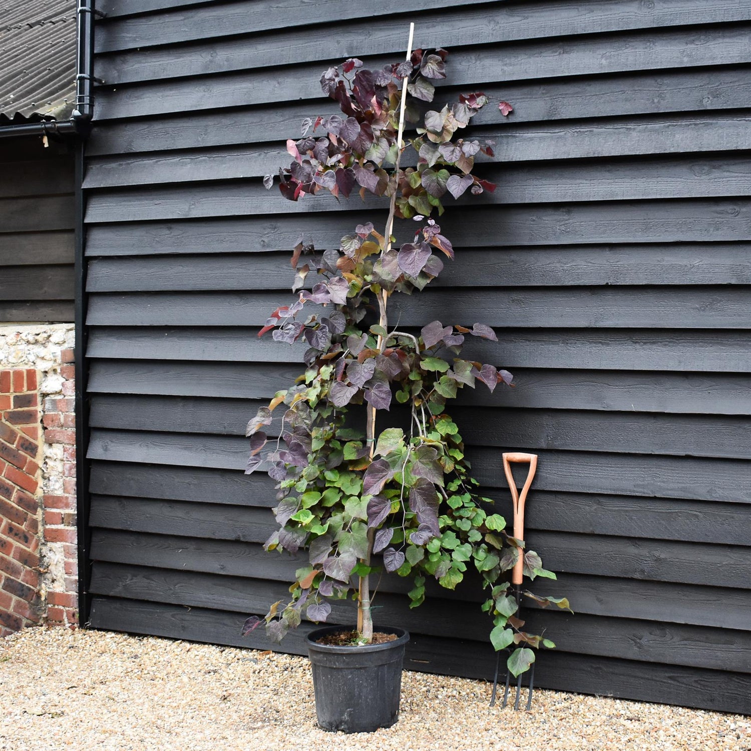 Cercis canadensis 'Ruby Falls' | Eastern Redbud - Twisted stem - Height 160-180cm - 30lt