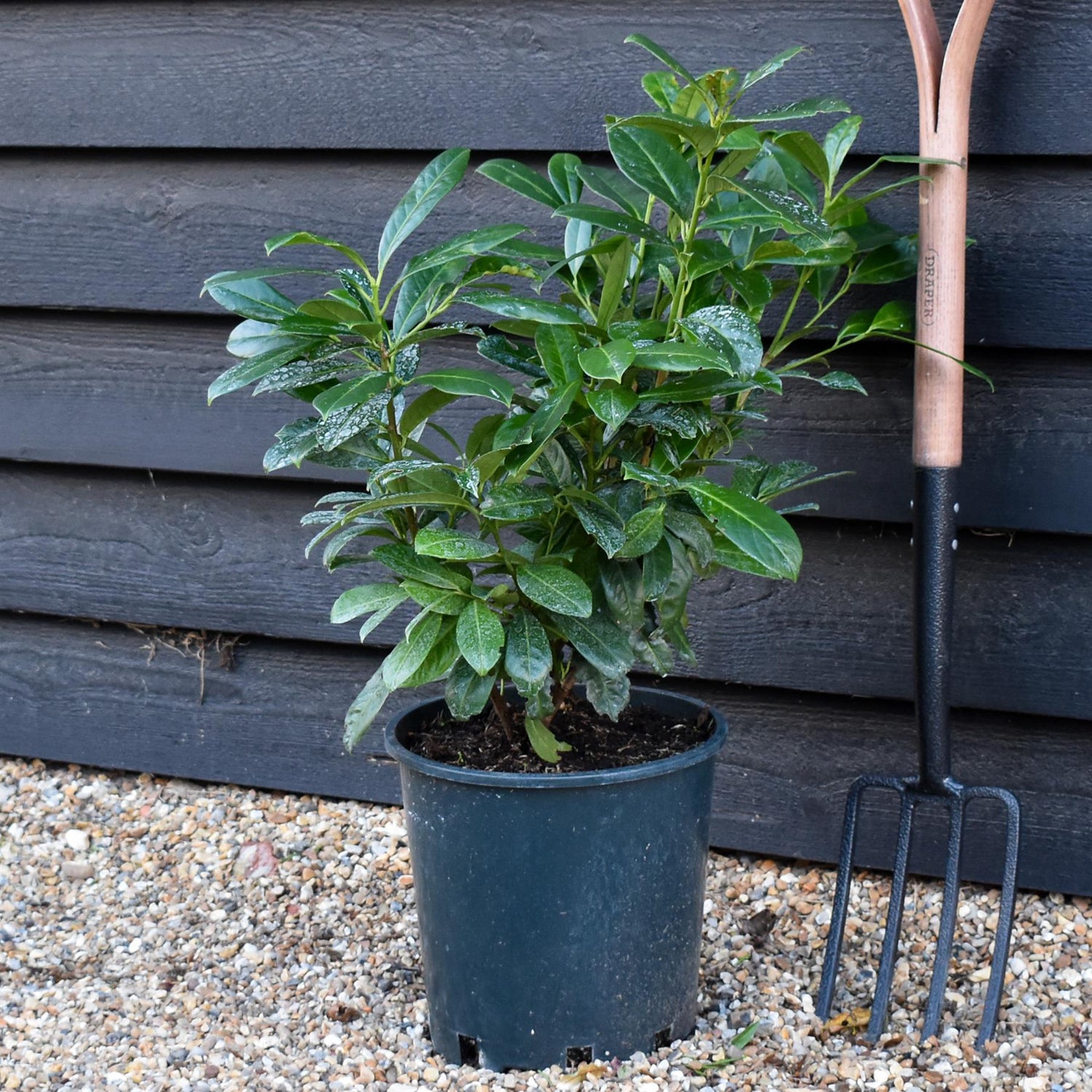 Cherry Laurel | Prunus Laurocerasus Rotundifolia - 80-90cm - Pot Grown - 12lt