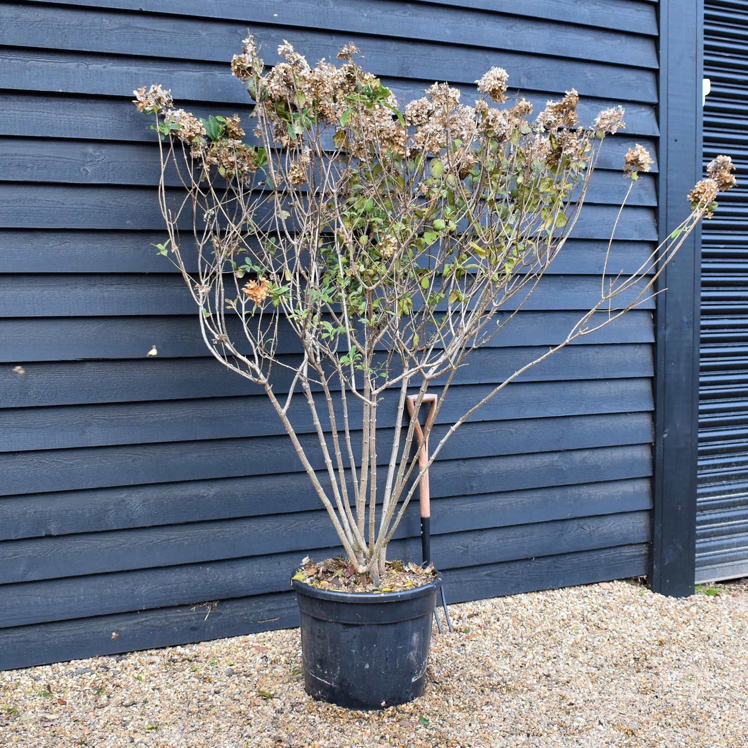 Hydrangea paniculata 'Limelight' - Large Shrub - Height 180-170cm - 70lt