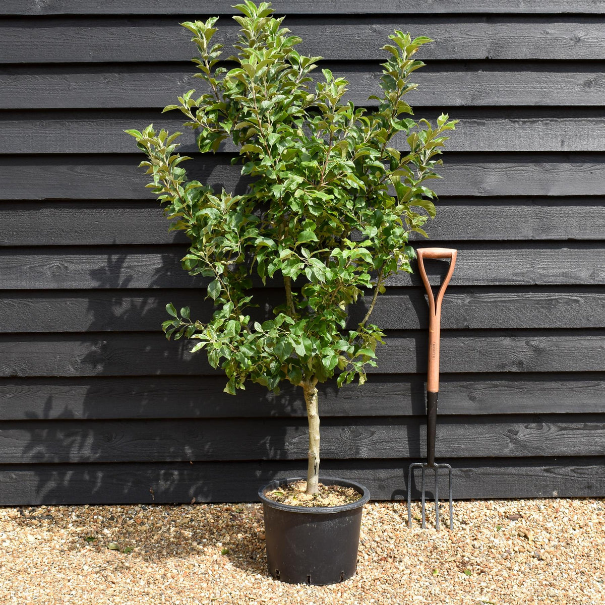 Arandel Tree Apple tree 'Garden Sun Red' Nano | Semi Dwarfing - Height 100-11cm - 2 ...