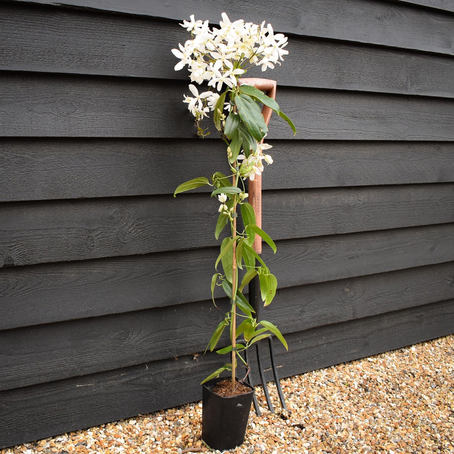 Clematis armandi 'Snowdrift' - Height 100-120cm - 2lt