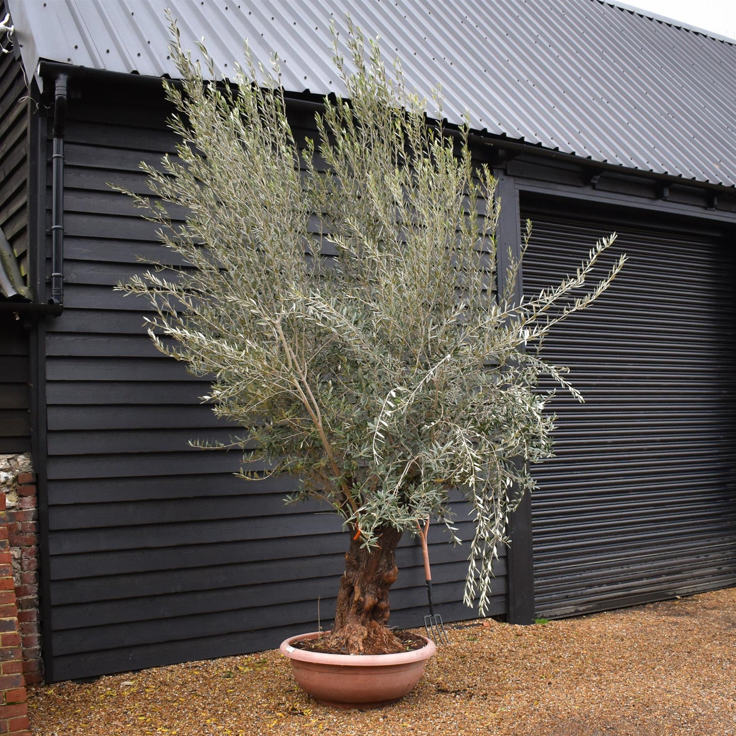 Olive Tree | Olea Europea - Specimen 20A- Bowl - Double Branched - Trunk Height 100cm - Height 300-320cm - 90lt