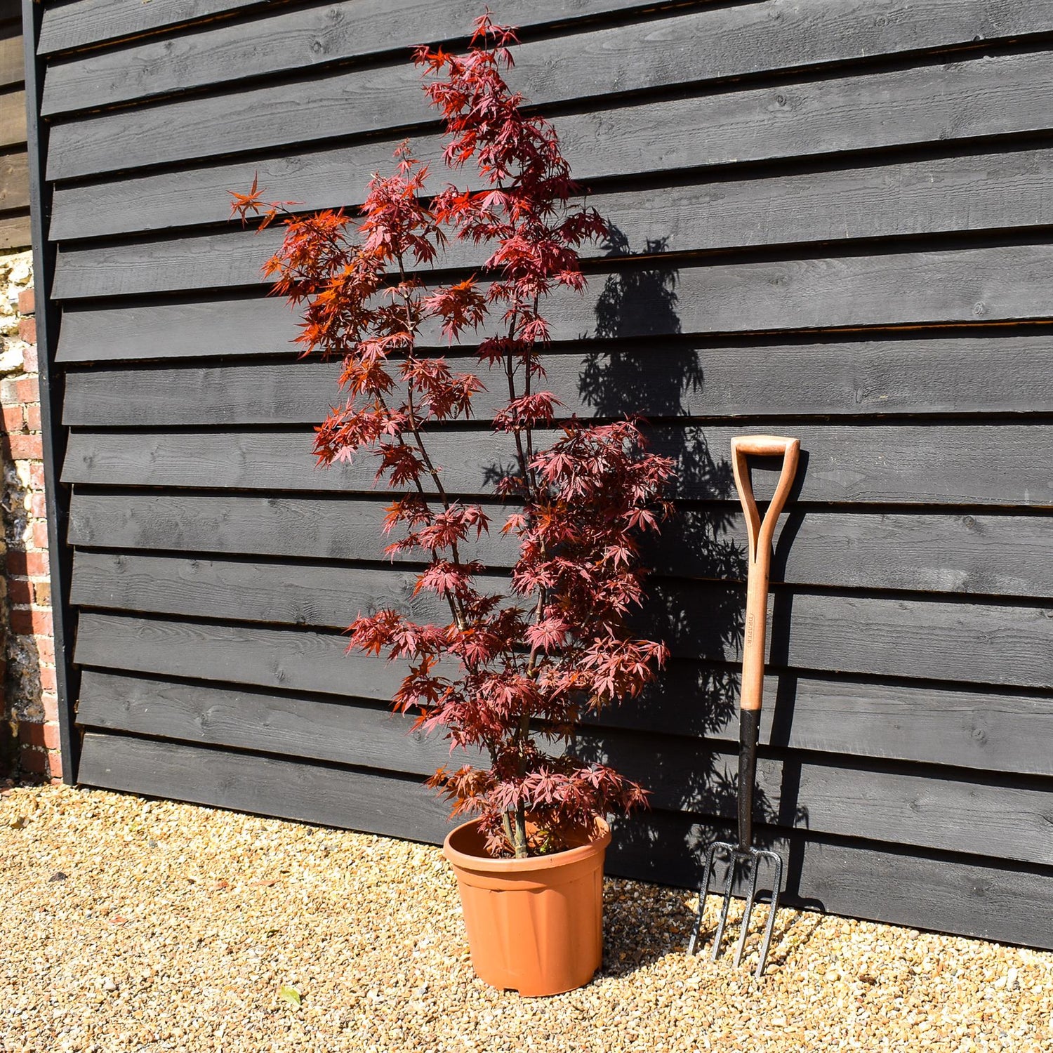 Acer palmatum 'Skeeters Broom' | Japanese maple 'Phoenix' - Narrow - 100-150cm - 15lt