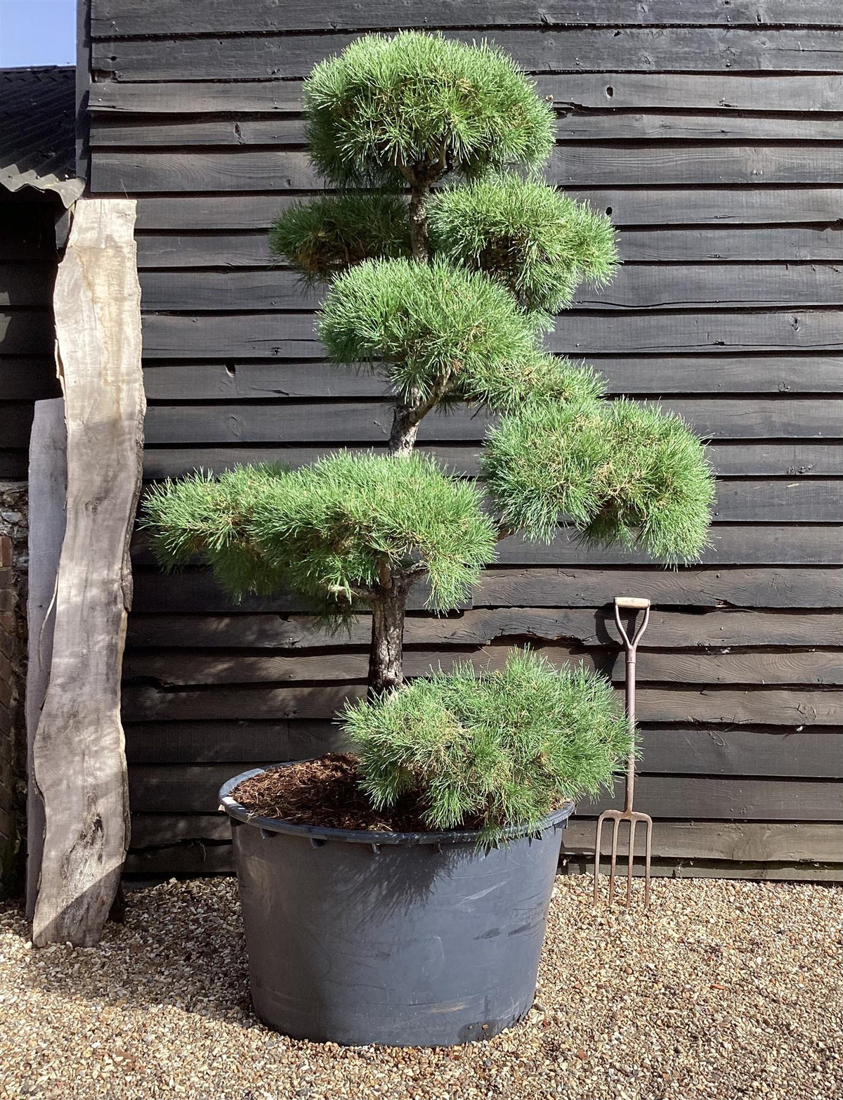 bonsai tree edinburgh Pinus sylvestris | Scots Pine - Bonsai - Cloud - Article 1
