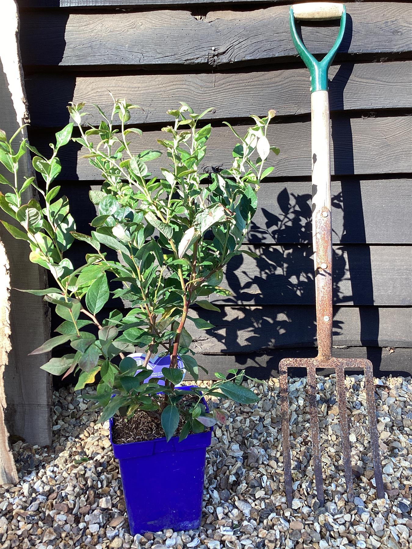 Vaccinium corymbosum 'Duke' | Blueberry 'Duke' - 40-60cm, 5lt