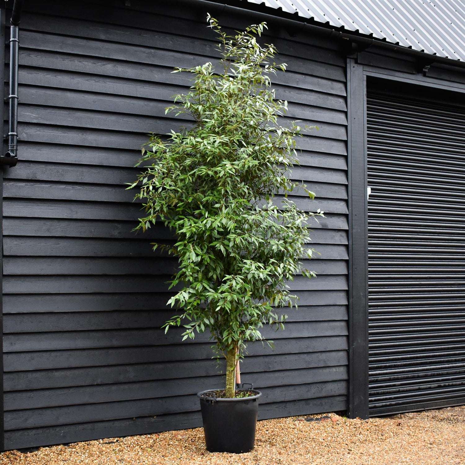 Hoheria sexstylosa Snow White | Ribbonwood -  Feathered - Height 340-350cm - 70lt