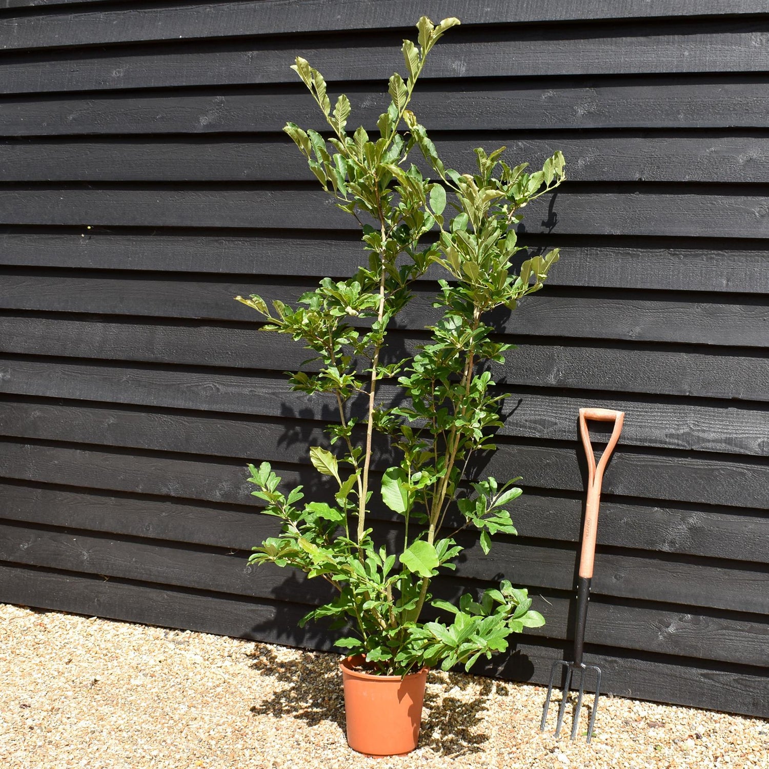 Magnolia 'Leonard Messel' - 100-140cm - 10lt
