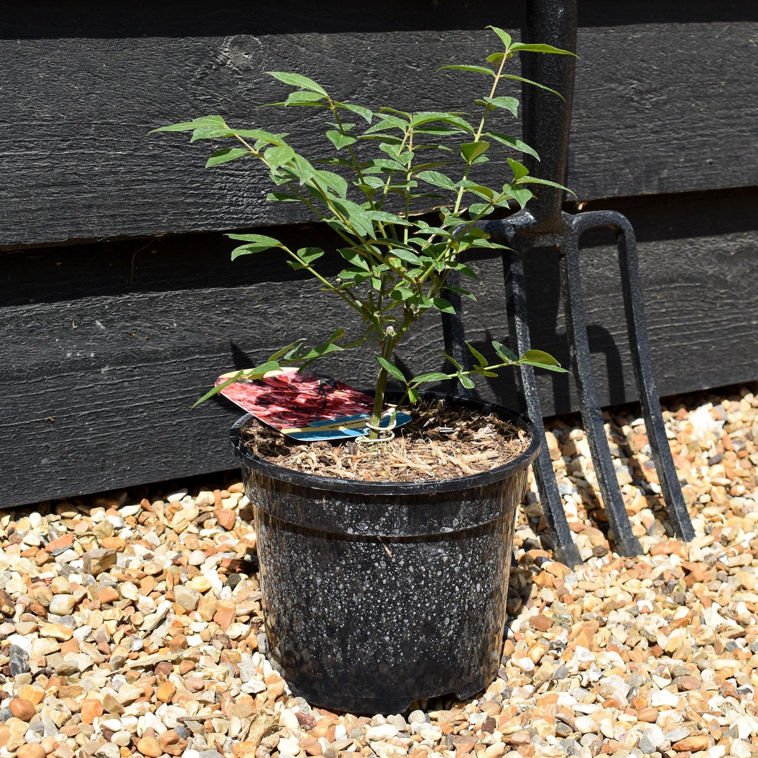 Euonymus alatus Compactus - Height 20-40cm - Bushy - 3lt