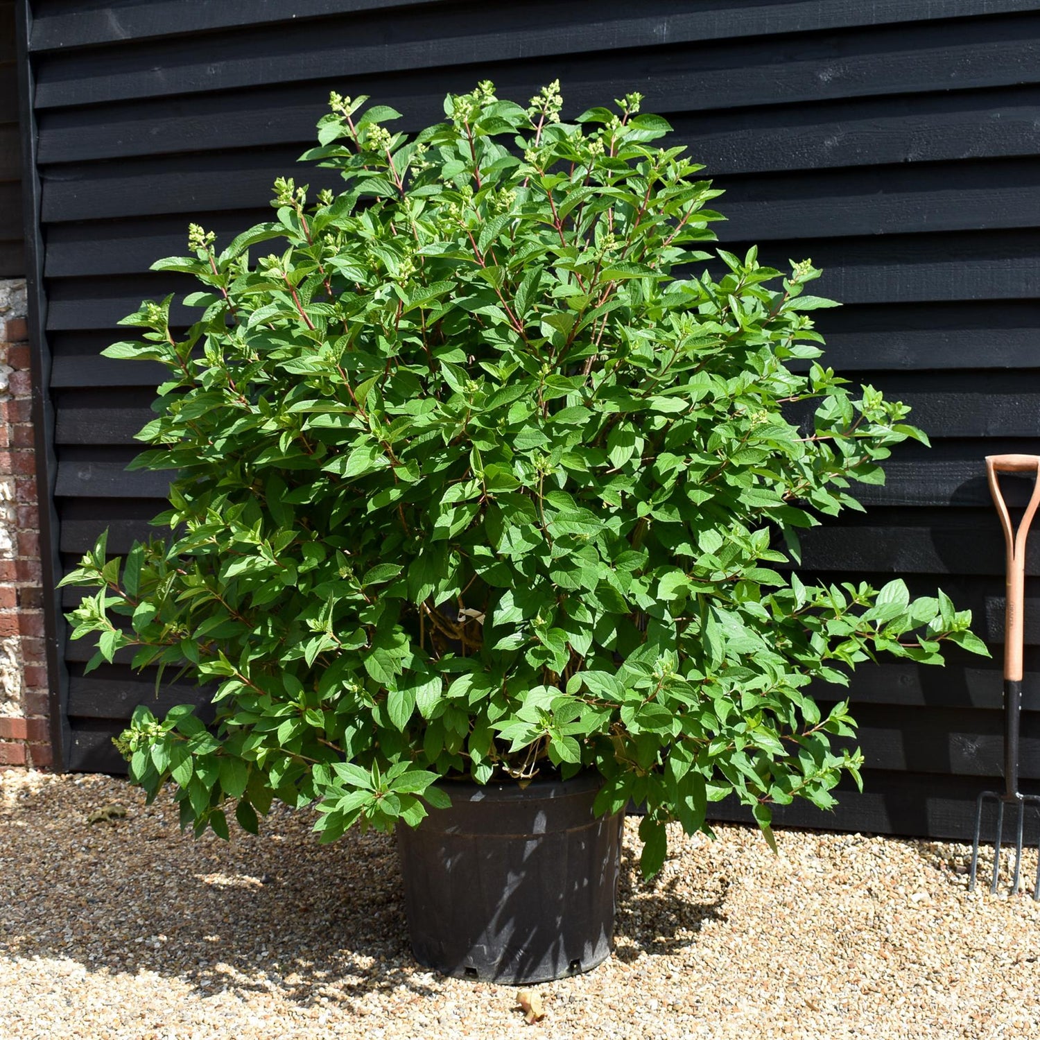Hydrangea paniculata Pinky-Winky - Height 110-120cm - 70lt
