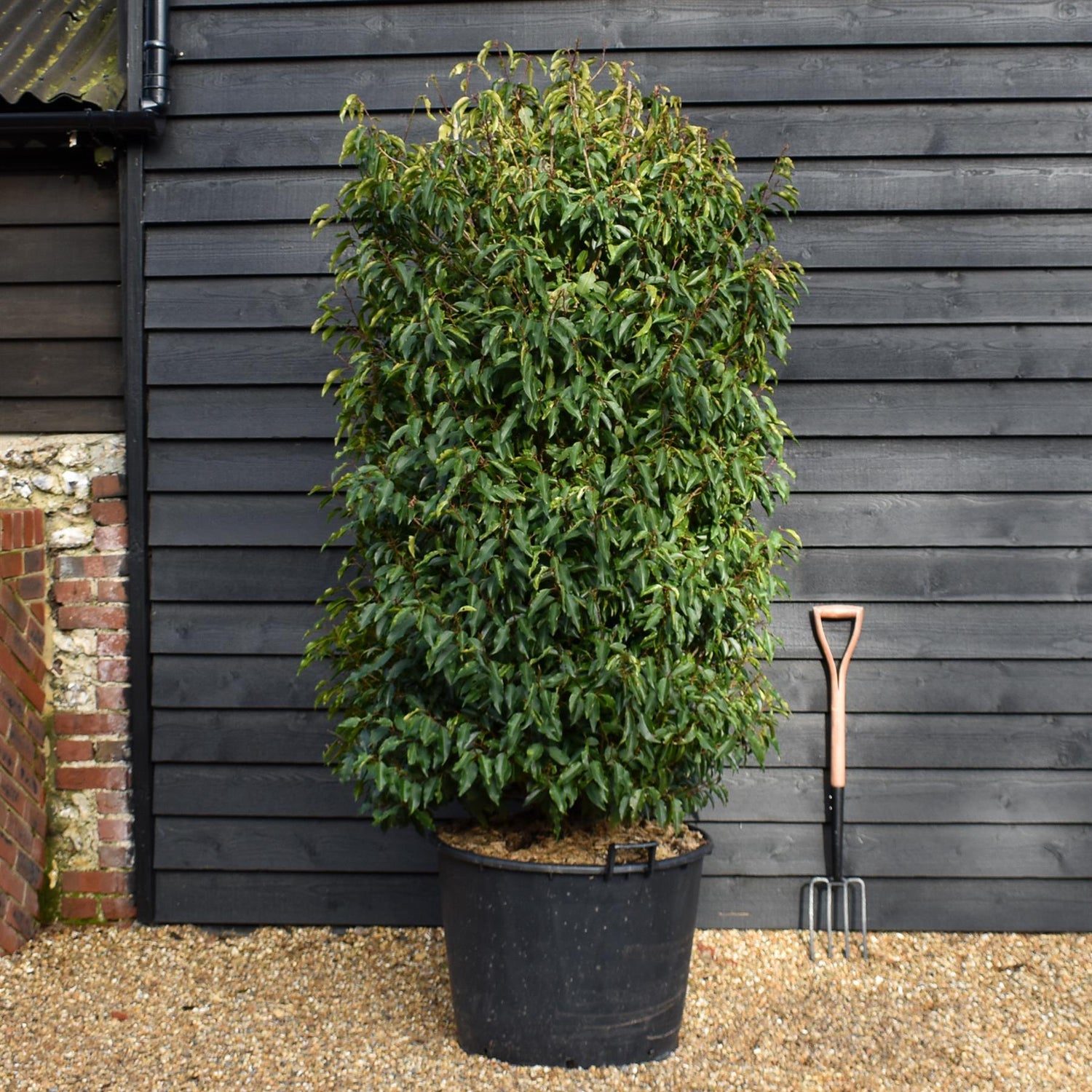 Portuguese Laurel | Prunus lusitanica 'Angustifolia'  - Bushy - Height 190-200cm - Width 110-120cm - 130lt