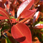 Photinia Red Robin | Christmas berry 'Little Red Robin' - Frame - 140-150cm, 18lt