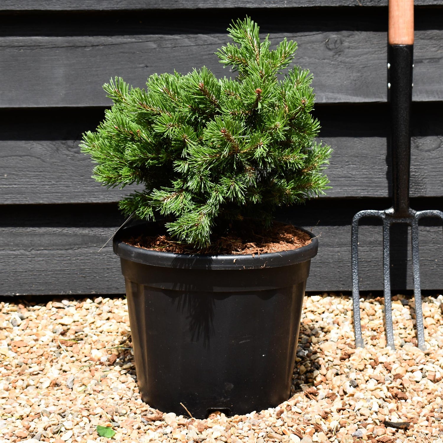 Pinus mugo 'Klostergrun' - Height 20-30cm - Width 30-40cm 11lt