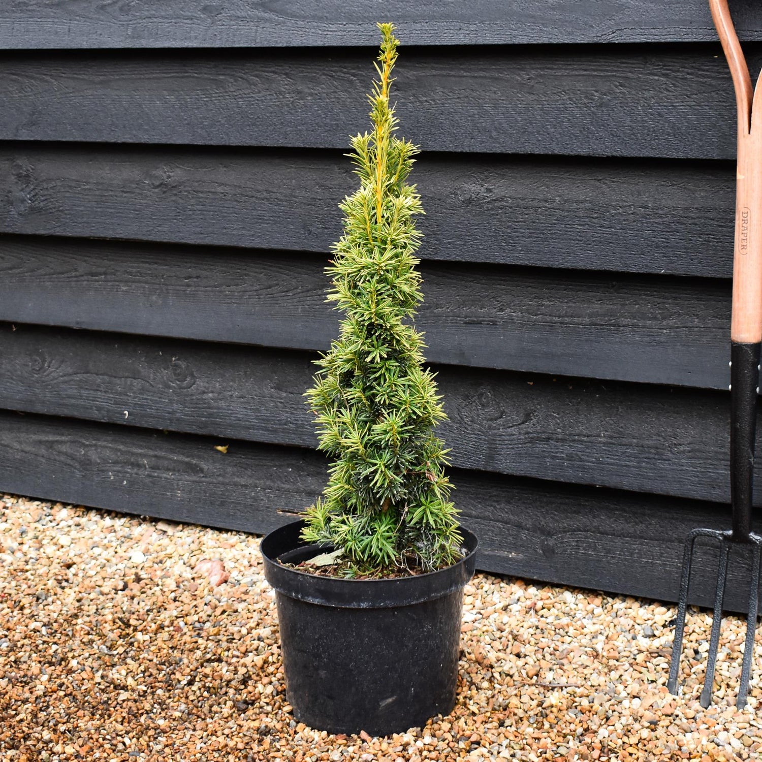 Taxus baccata Fastigiata Aurea - Height 60-80cm - 10lt