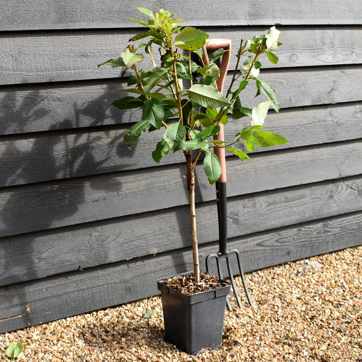 Prunus avium 'Stella' - Patio Rootstock - Height 80-100cm, 7lt