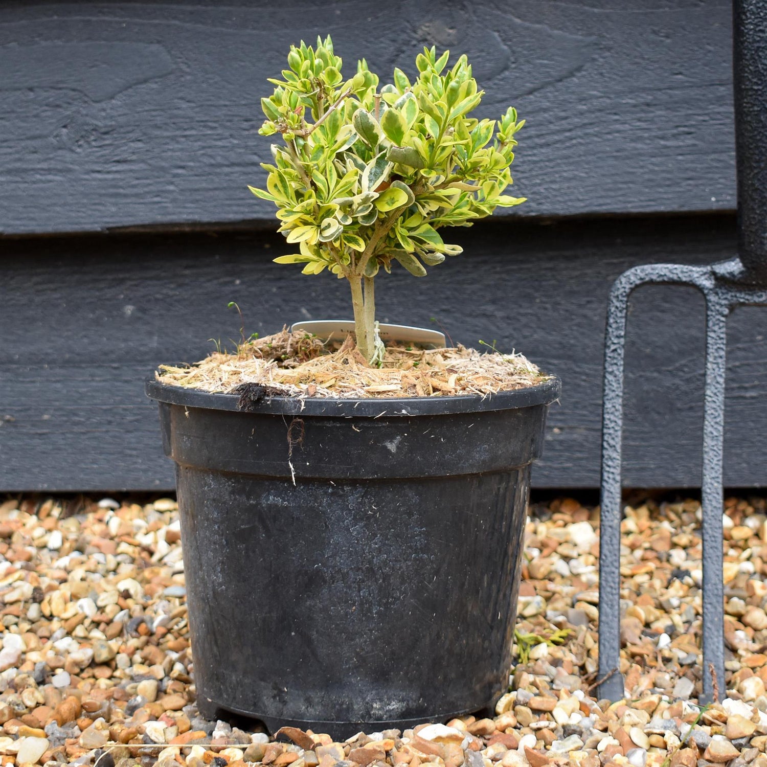 Euonymus Emerald N Gold - Height 10-15cm - 2lt