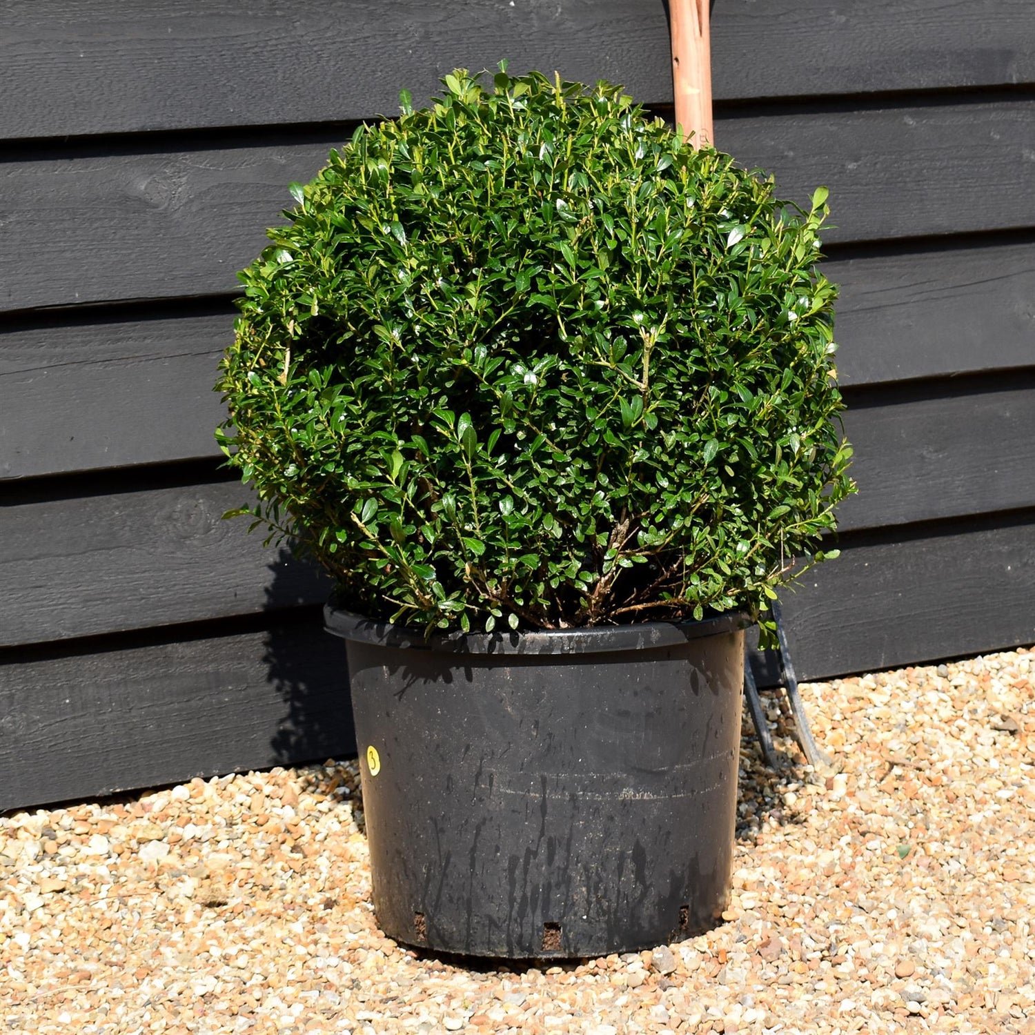 Ilex Crenata Luxus Globe - Width 50cm - 20lt