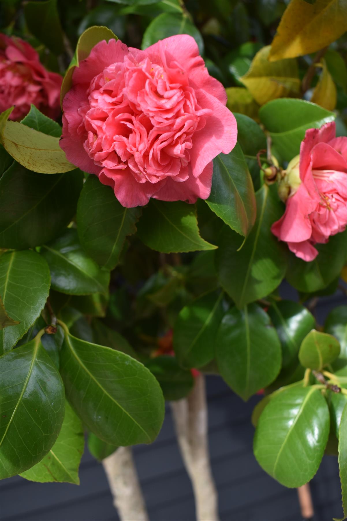 Camellia Japonica | Japanese Camellia (Pink) - Multistem - Height