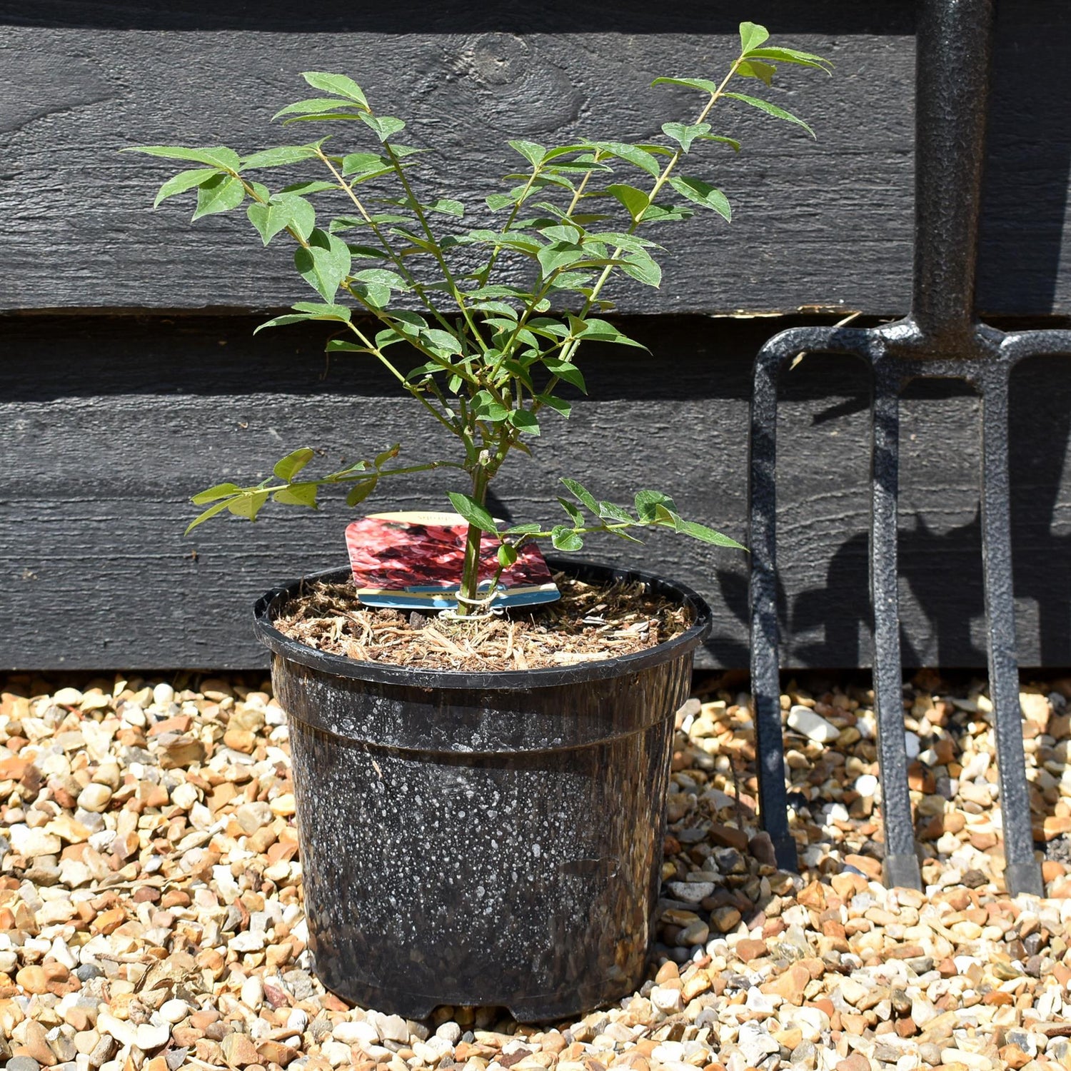 Euonymus alatus Compactus - Height 20-40cm - Bushy - 3lt